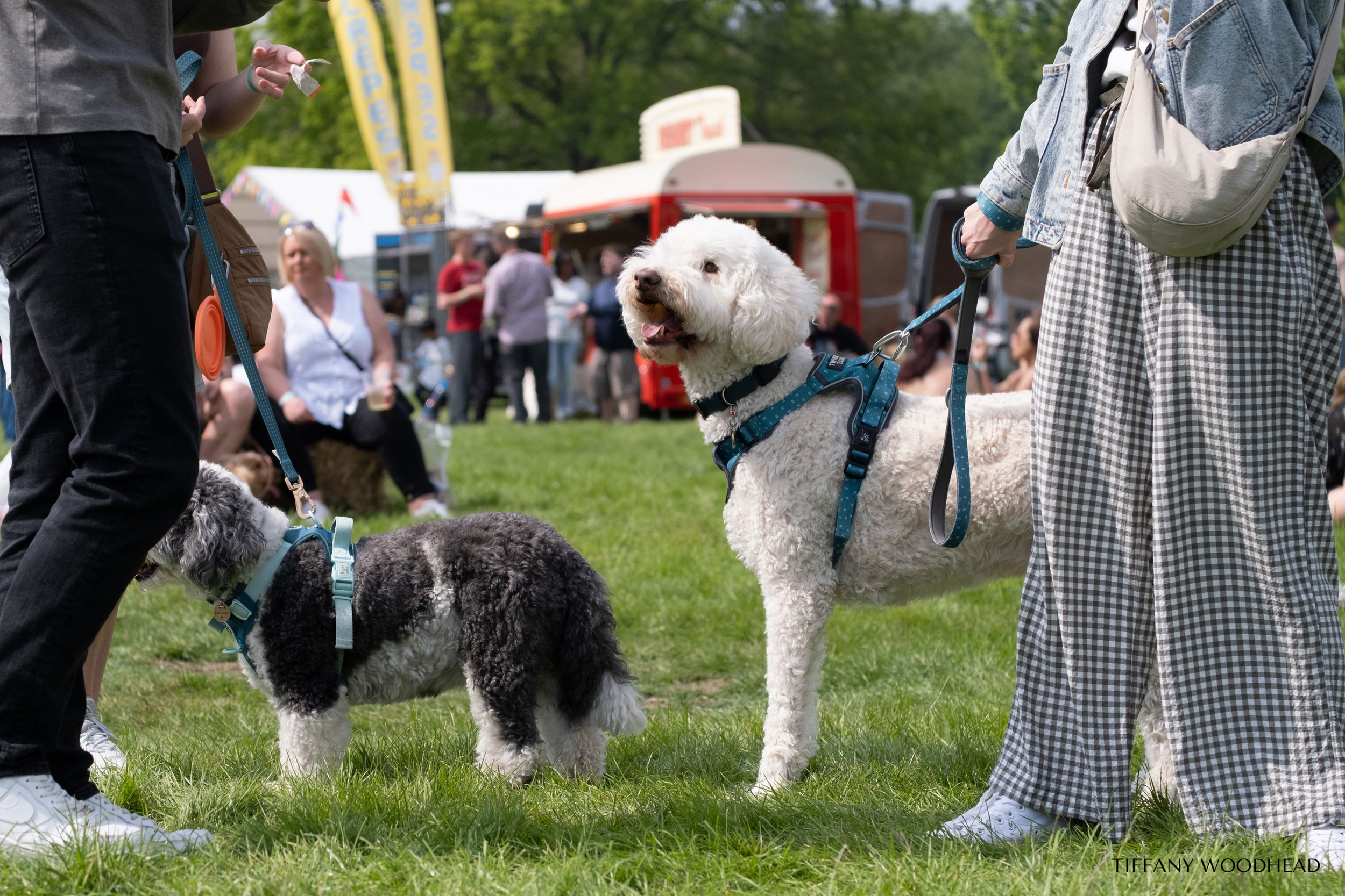 Several people and dogs enjoying a day at an outdoor event, with food trucks and tents in the background. The dogs are on leashes, one fluffy white and one black and white, while people socialize and relax on the grass.