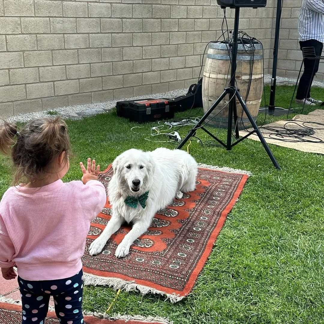 Child waving to the Cape Jaffa Wines' Maremma dog resting on a rug during a music event — embodying the winery's pet-friendly charm.