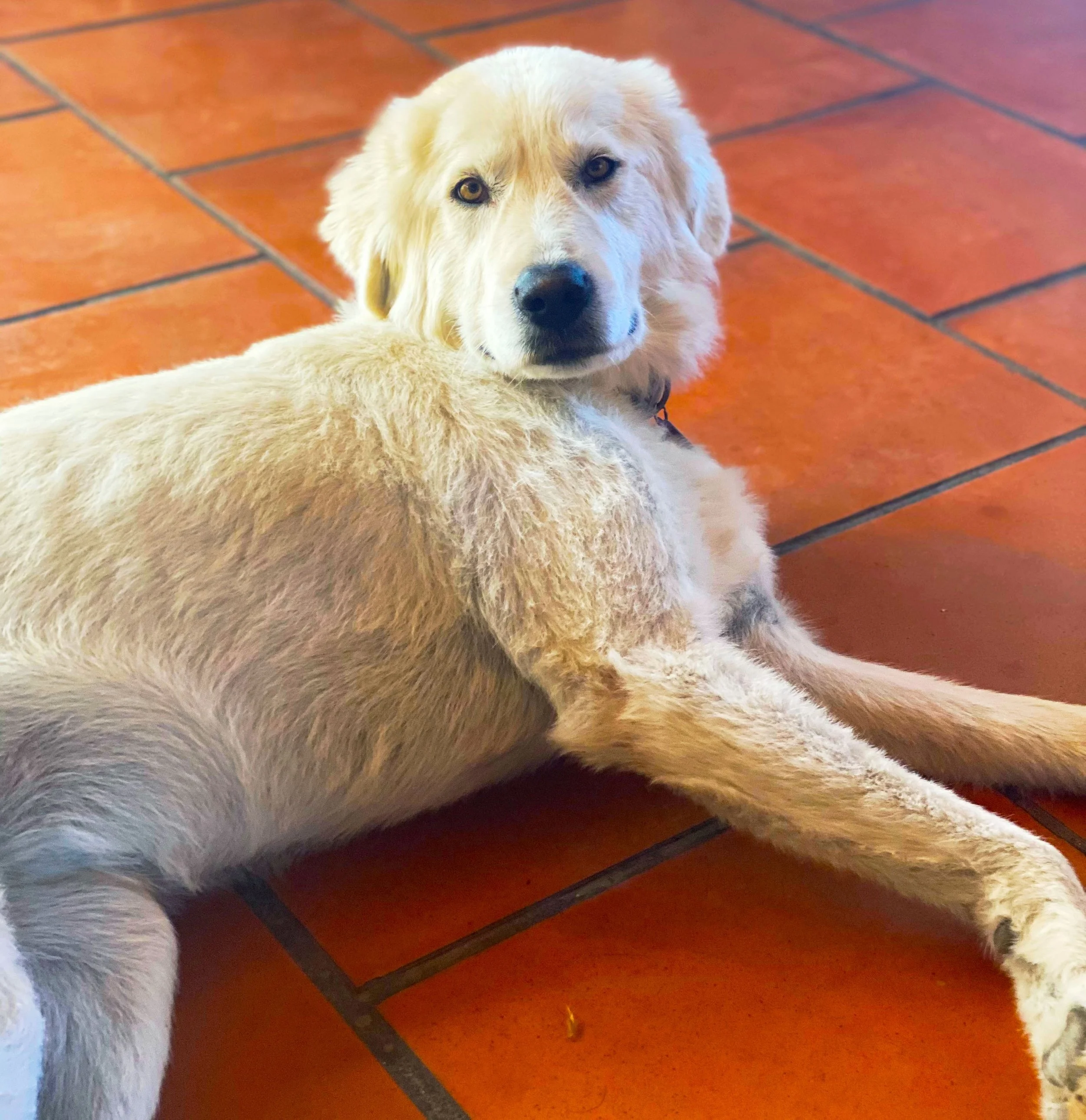 Maremma winery dog, Jenny; lying on terracotta tiles inside Cape Jaffa Wines' Cellar Door, to the relaxed, pet-friendly charm of this family-run Limestone Coast winery near Robe.