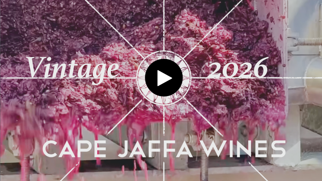 Vintage 2026 grape ferment inside the Cape Jaffa Wines winery, featured in the On The Vine | Winemaker’s Notes blog update from the Limestone Coast wine region near Robe, South Australia.