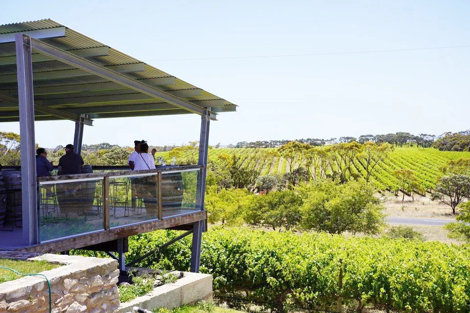 Vineyard sunset glow at Cape Jaffa Wines with live music underway; a unique venue for tastings, weddings and weekend escapes near Robe.