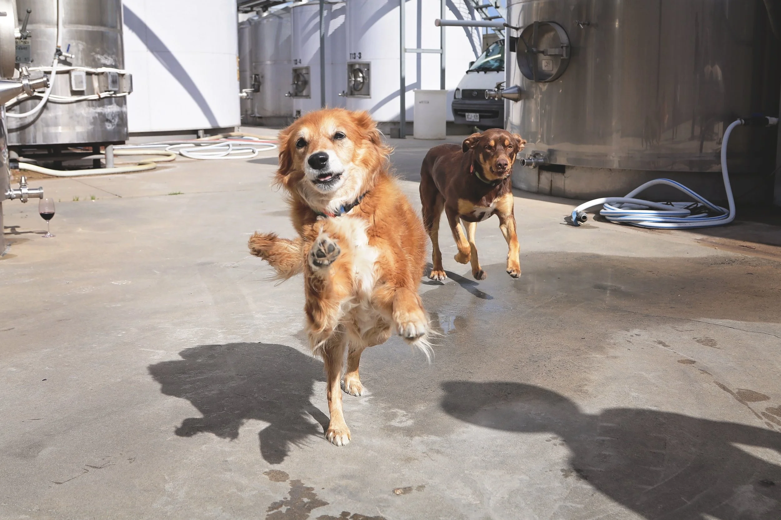 Winery dogs sprint through the crush pad at Cape Jaffa Wines; another energetic day at this pet-friendly vineyard on the Limestone Coast.