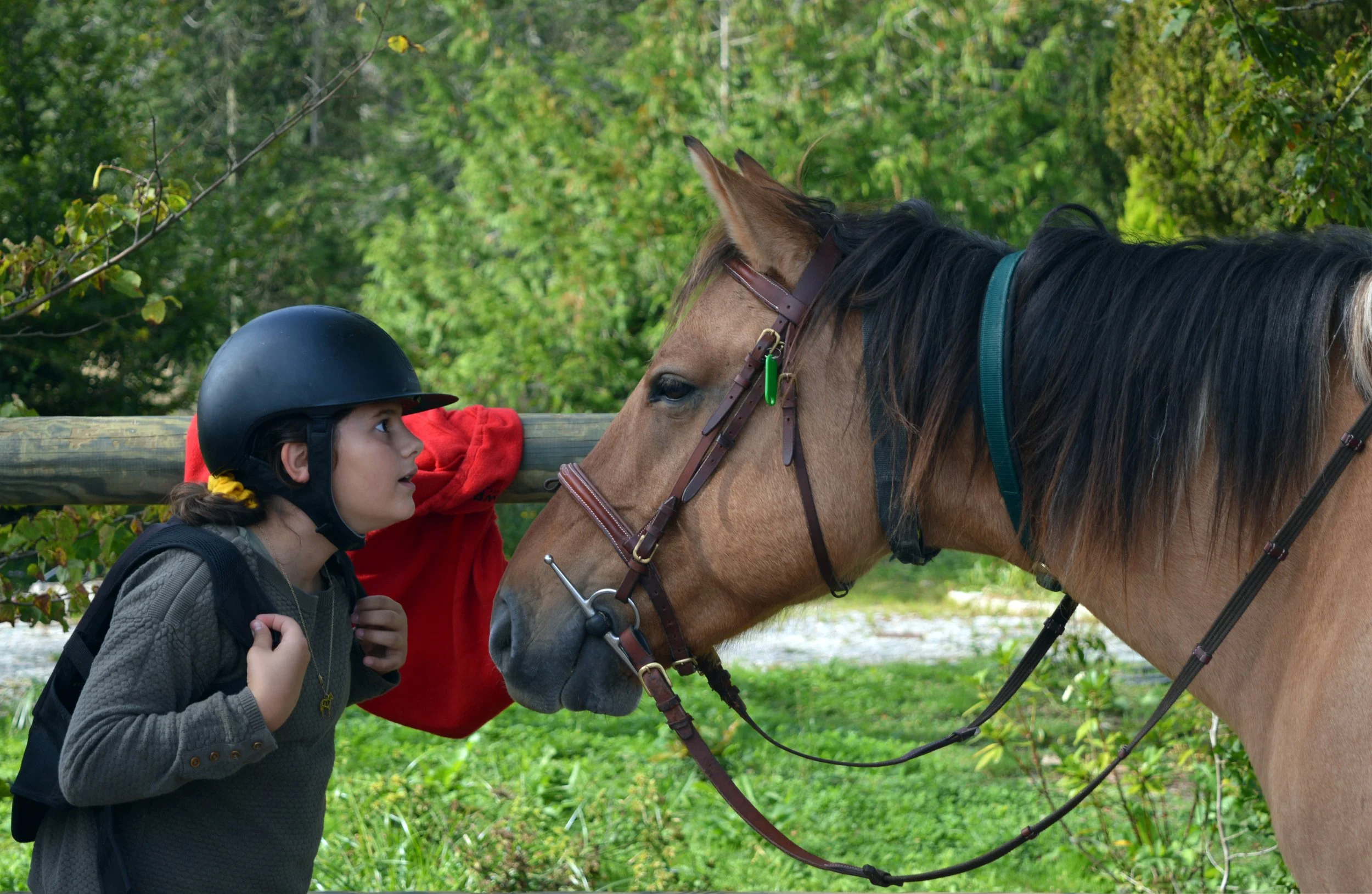 Journées du Cheval #1