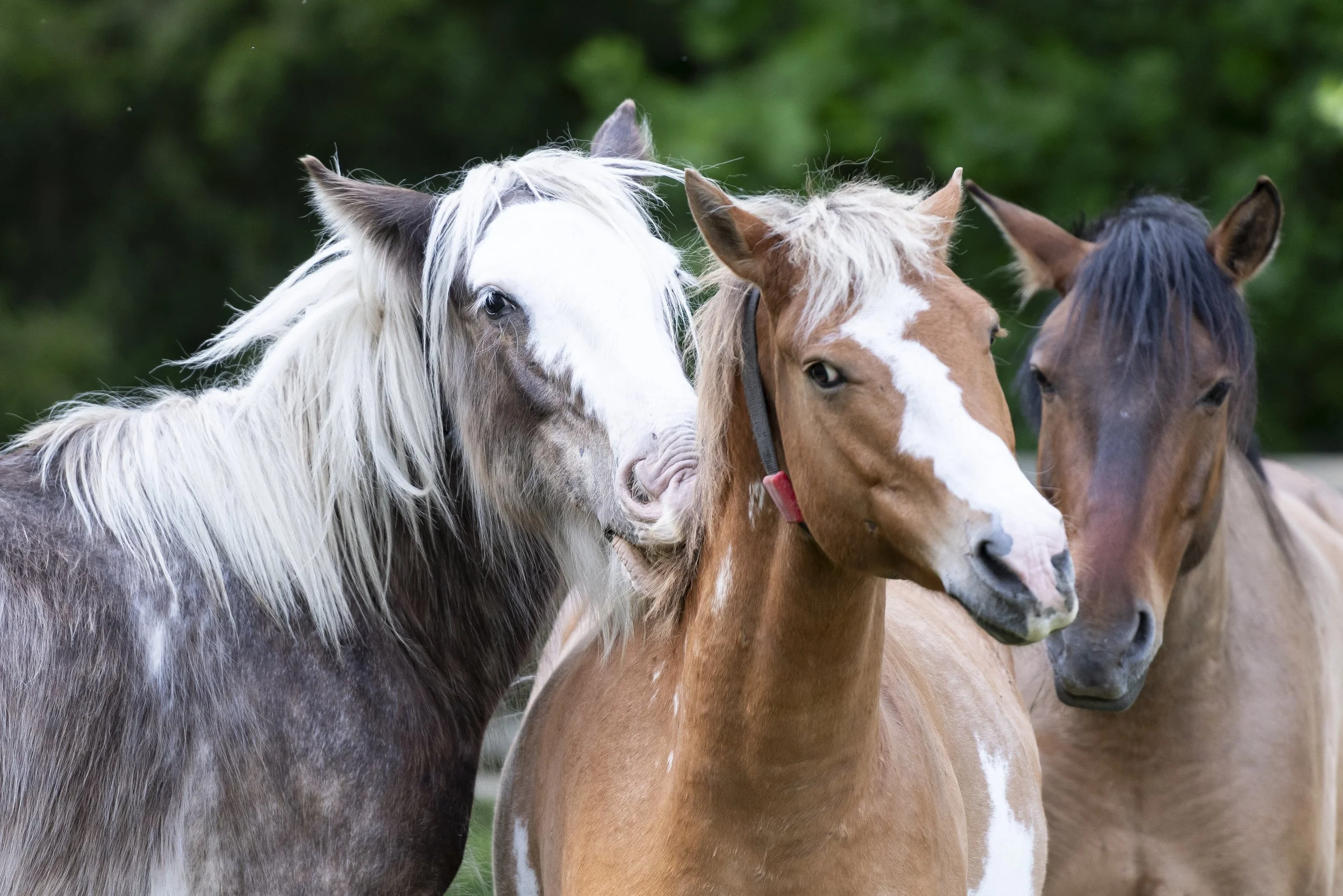 Journées du Cheval #2