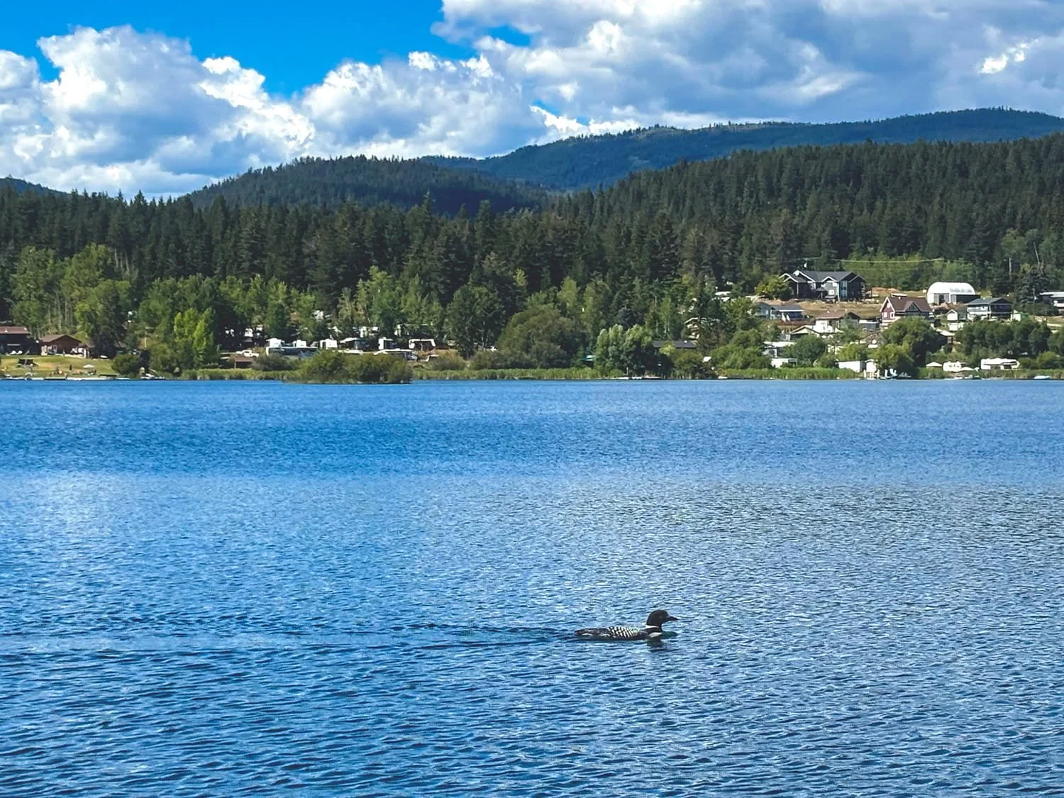 A lake with a duck swimming on the water, surrounded by green trees, houses, and mountains in the background under a partly cloudy sky.