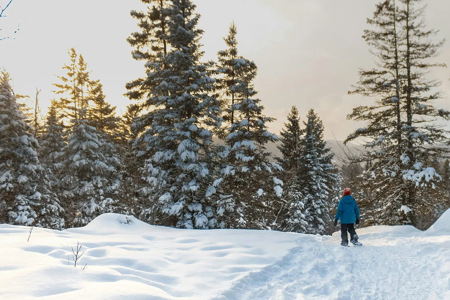 A person in a blue winter coat and red hat snowboarding through a snow-covered forest with tall evergreen trees during sunset.