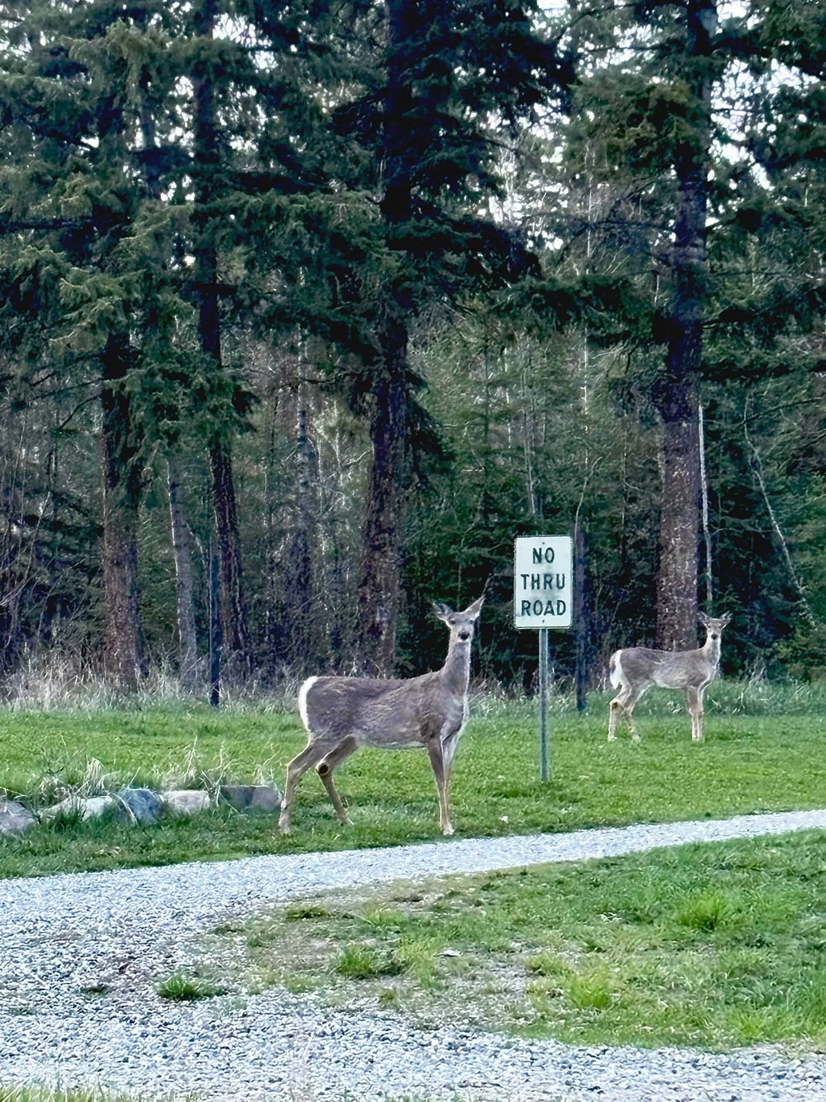 Two deer standing near a
