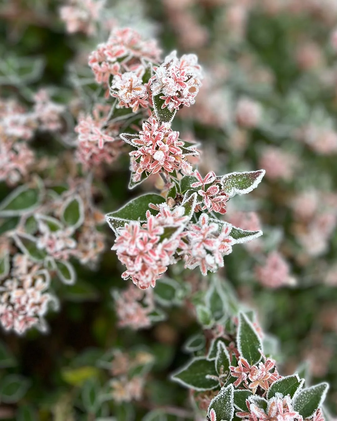 A gentle sprinkle of winter magic overnight.
.
.
.
.
#Cotswolds #WinterInTheCotswolds #CotswoldsWinter #englishgarden