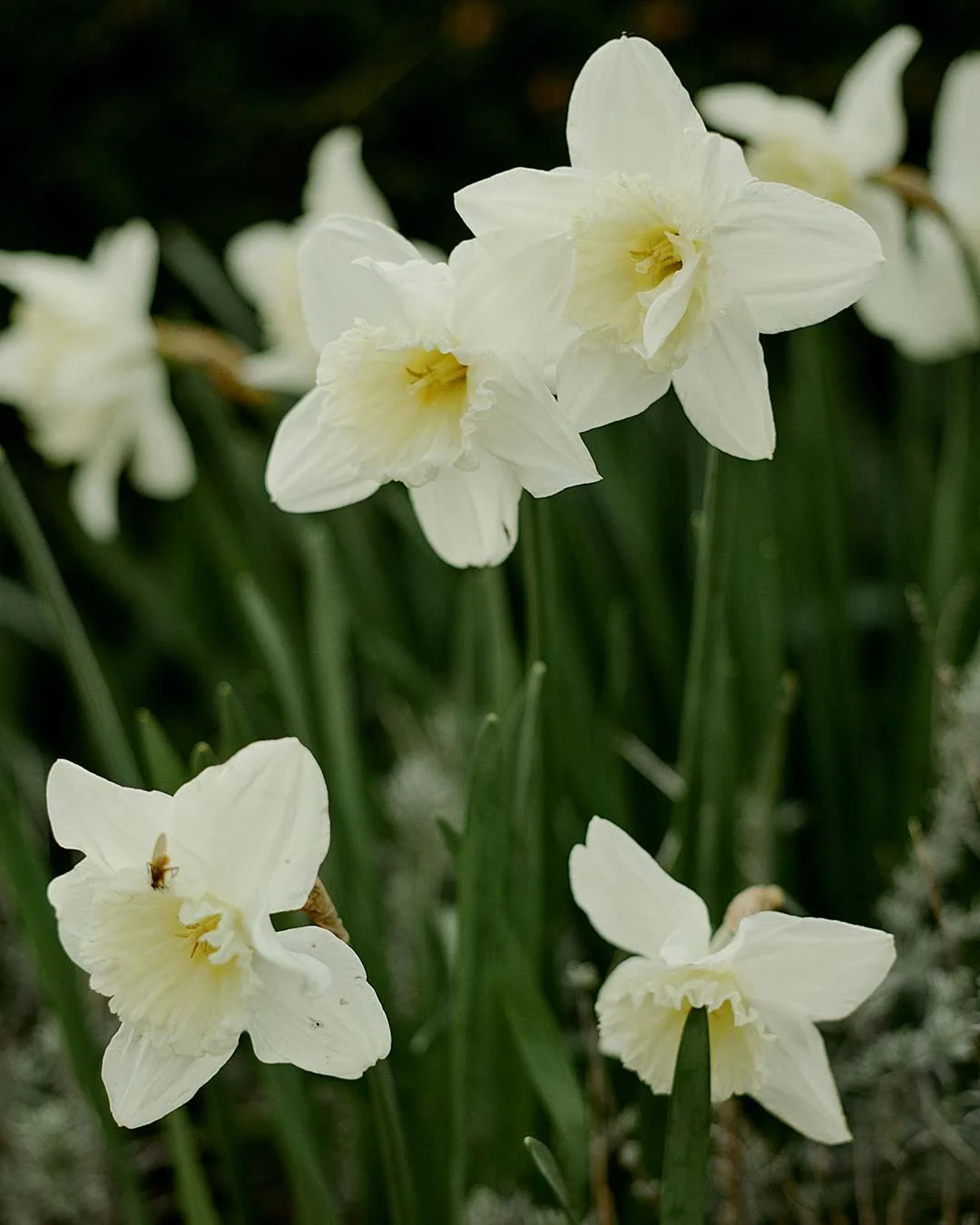 Spring is waking up. Daffodils pushing through, magnolia on the way, and all the soft countryside charm of the Cotswolds. 
.
.
.
.
#cotswoldspring #broadwayvillage #CountryHouseEscape  #cotswoldmanor #daffodilseason