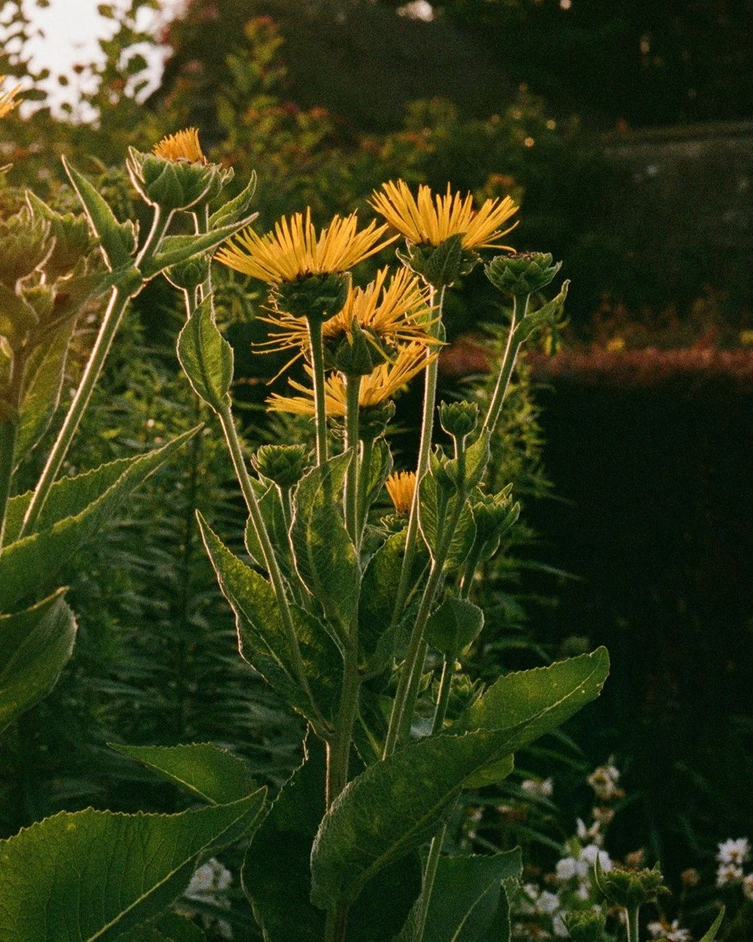 Excited to see what blooms this summer! Our garden is truly a labour of love.
.
.
.
.
#cotswolds #pyecornerhouse #englishgarden #broadwaycotswolds #countryhouse