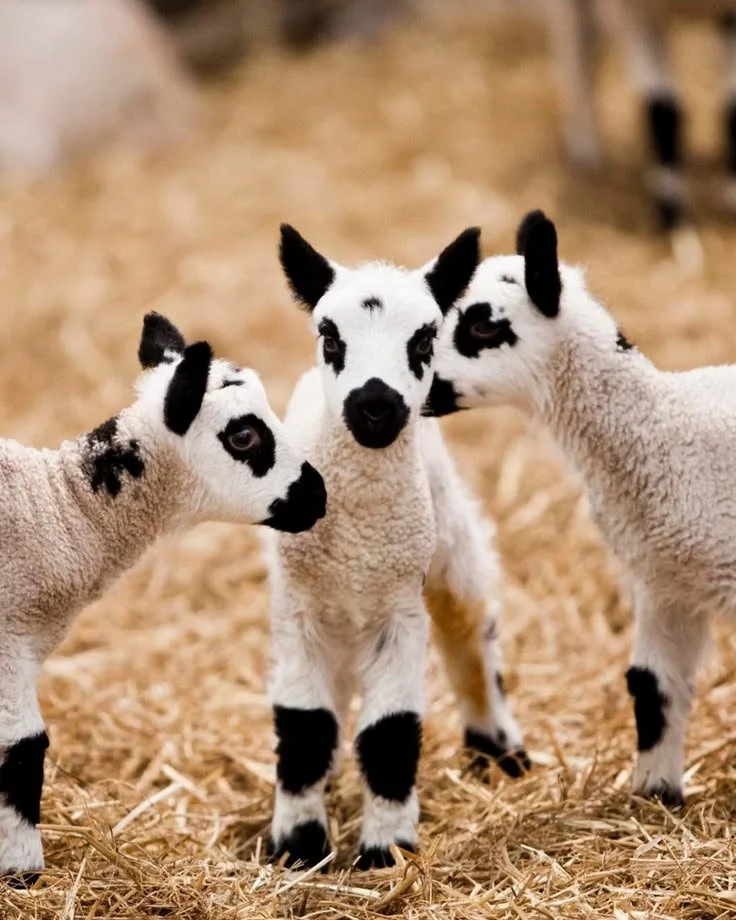 Easter is a wonderful time to escape to Pye Corner House.

Spend your days enjoying local family fun just a short walk away in Broadway village, or venture further afield to the annual Easter egg hunt at @sudeleycastle. Animal lovers can experience t