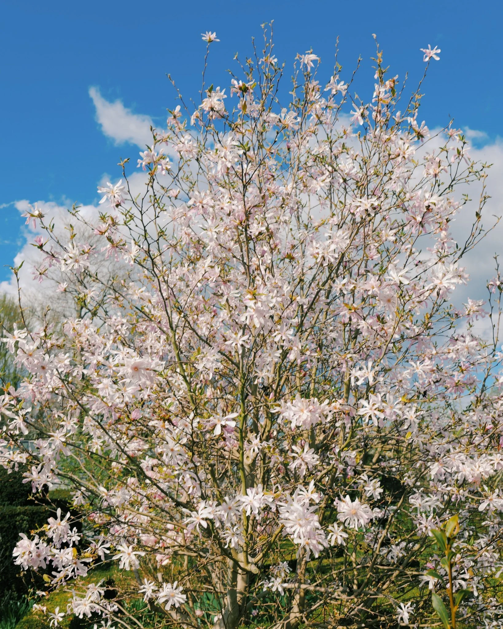 Our magnolia in bloom. Spring has arrived at Pye Corner House.
.
.
.
.
#magnolia #CotswoldsEscape #pyecornerhouse #englishgardens