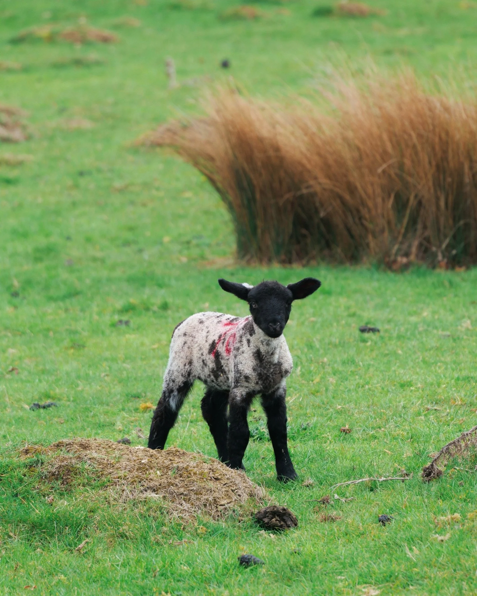 There are few things more quintessentially English than waking to the sound of lambs in the fields beyond your door. 
.
.
.
.
#PyeCorner #Cotswolds #CotswoldStay #CountrysideEscape #SpringInTheCotswolds