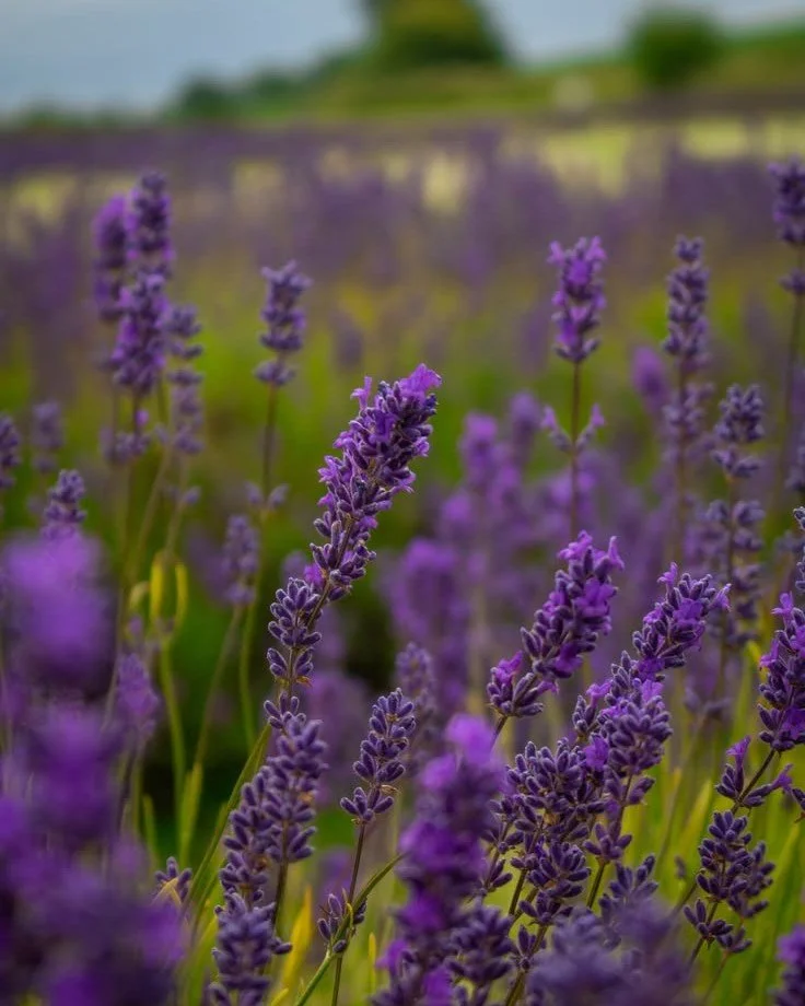Just a short drive from Pye Corner, the Cotswold Lavender Farm reopens from Wednesday 17th June until Wednesday 5th August. Acres of rolling purple fields await and is quite possibly one of the most breathtaking sights the Cotswolds has to offer.

Go