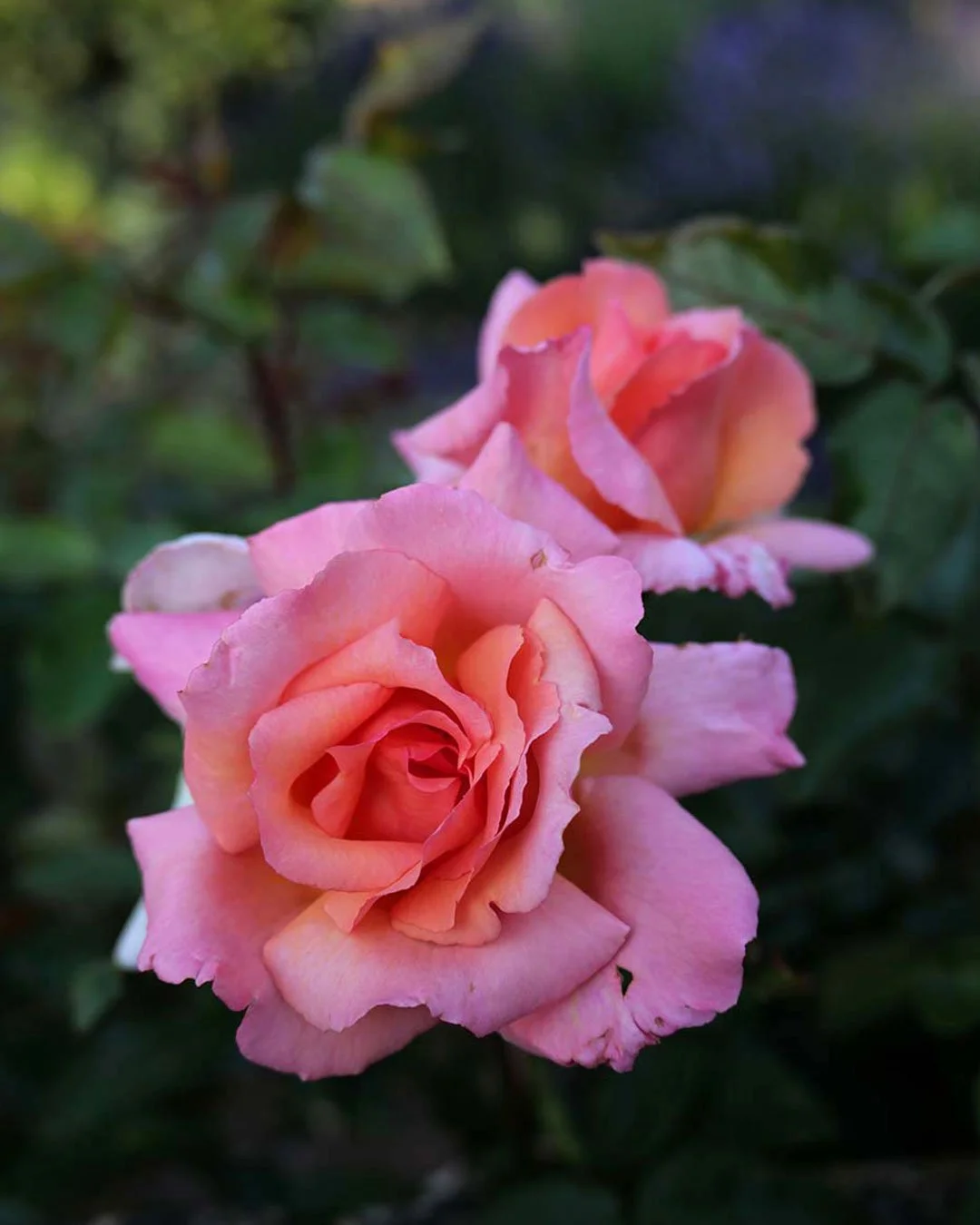 There is nothing quite like an English garden in bloom. Roses, campanula and spiraea filling every corner of Pye Corner House with colour and life.
.
.
.
.
#EnglishGarden #CotswoldsGarden #GardenInBloom #CotswoldsLife #PyeCornerHouse