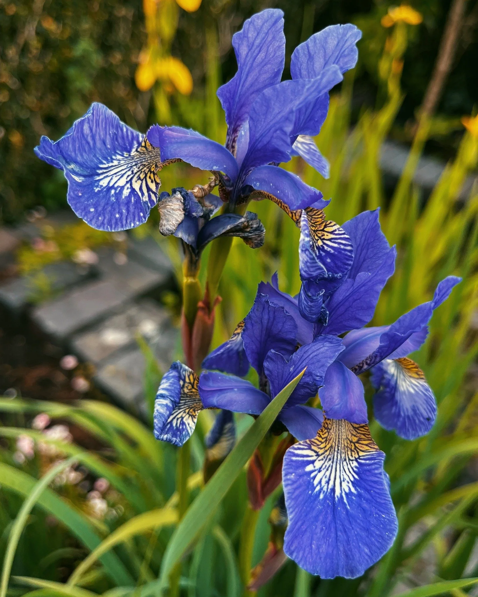 One of the great successes of our early summer garden this year has been a truly spectacular display of irises. Here at Pye Corner, the garden is predominantly west-facing and enjoys sunshine for much of the day, ideal conditions for irises, which lo