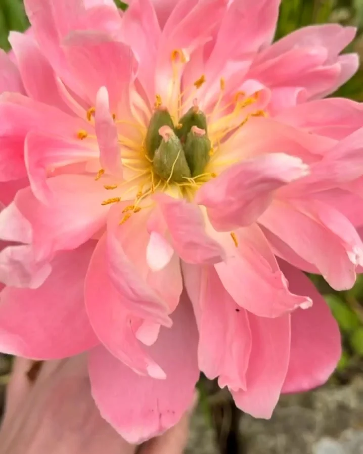 Pink peonies the size of plates and blush roses in full bloom. Pye's garden is putting on a show and there's more to come!
.
.
.
.
#CotswoldsGarden #PeonySeason #EnglishGarden #CotswoldsFlowers #GardenInBloom