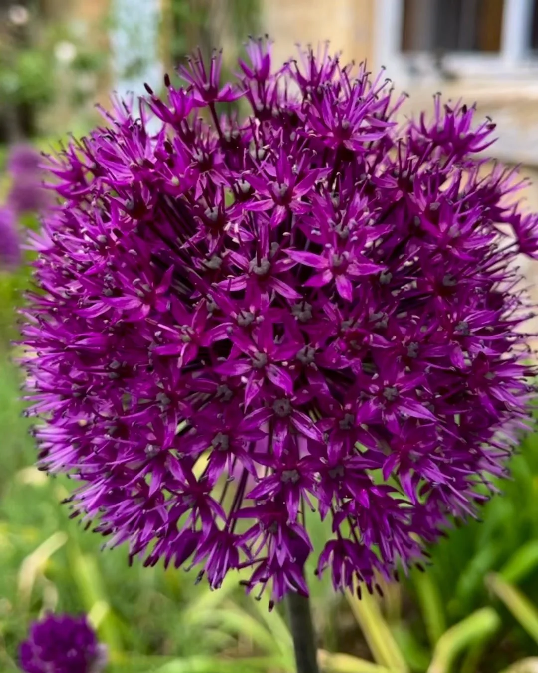 Purple Sensation, true to its name. Allium hollandicum stands tall against honeyed Cotswolds stone at the front of Pye Corner House.
.
.
.
.
#broadwaycotswolds #allium #visitcotswolds #cotswoldholiday #cotswoldgarden