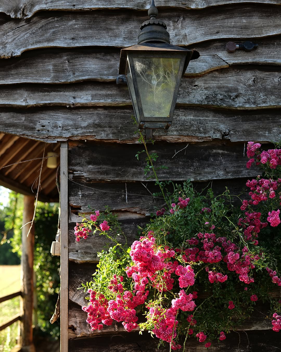 The stable wall is covered in rambling roses now, right at their peak. Petals stacked tight, like they've been folded by hand.
.
.
.
.
#cotswoldholiday #englishcountryhouse #visitcotswolds #roses #englishgarden