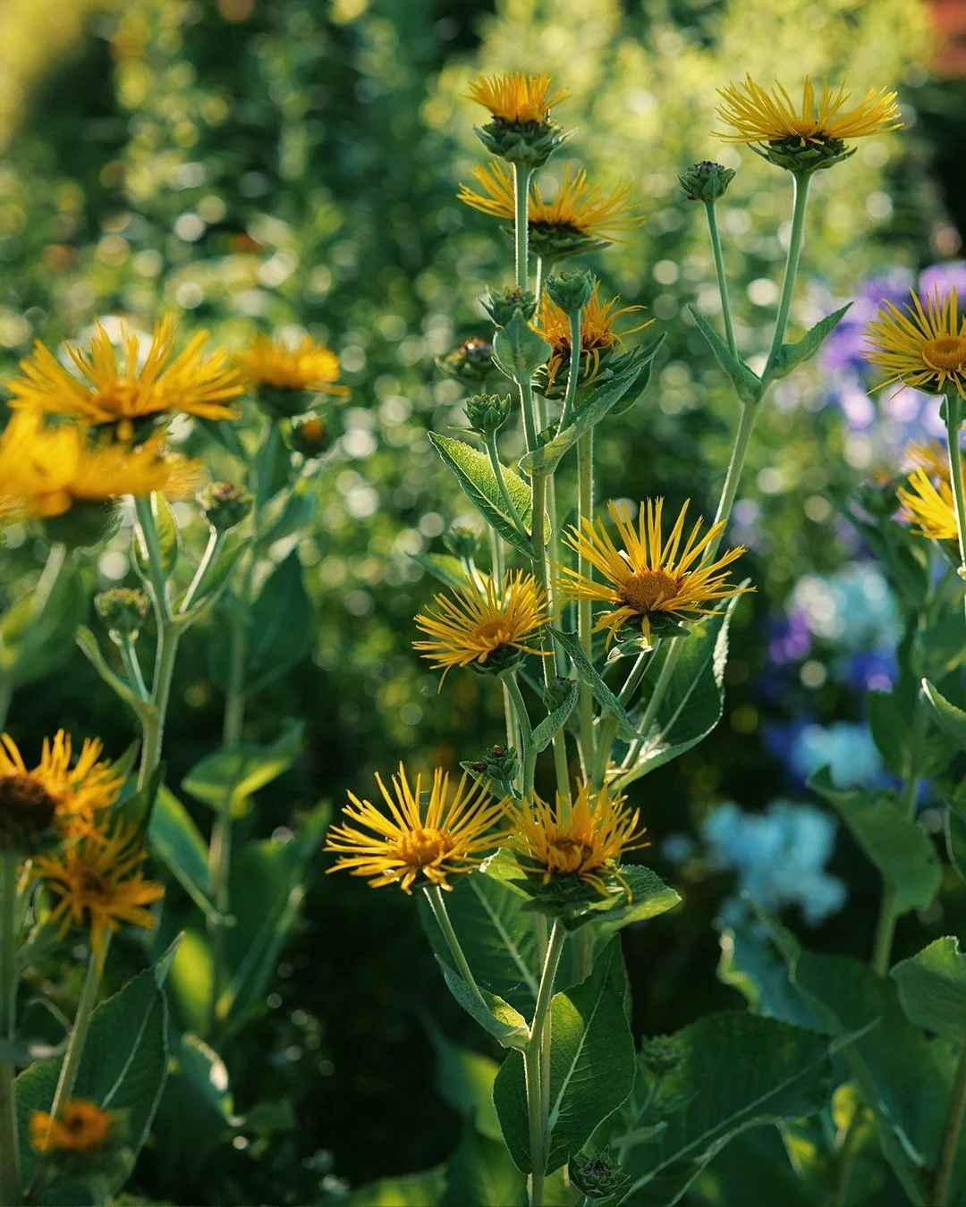 Elecampane towering over the borders, all shaggy yellow petals. Hydrangeas holding their shape in great white domes. Lavender leaning into the paths. An English garden in full bloom.
.
.
.
.
#broadwaycotswolds #cotswoldholiday #englishcountryhouse #v
