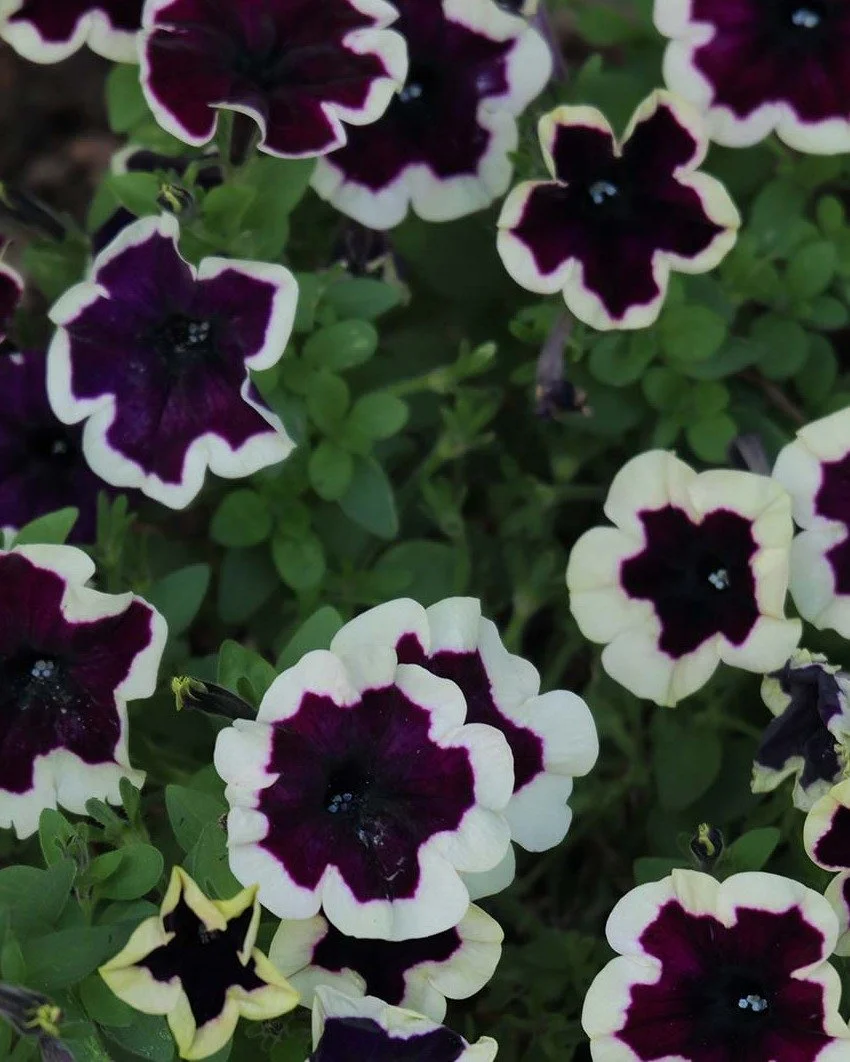 Ink-black pansies edged in cream. Globe thistles standing silver-blue over the borders. A single red rose holding its colour late into summer. Poppy heads drying soft grey-green against old stone. Agapanthus in true cornflower blue.
The garden, quiet