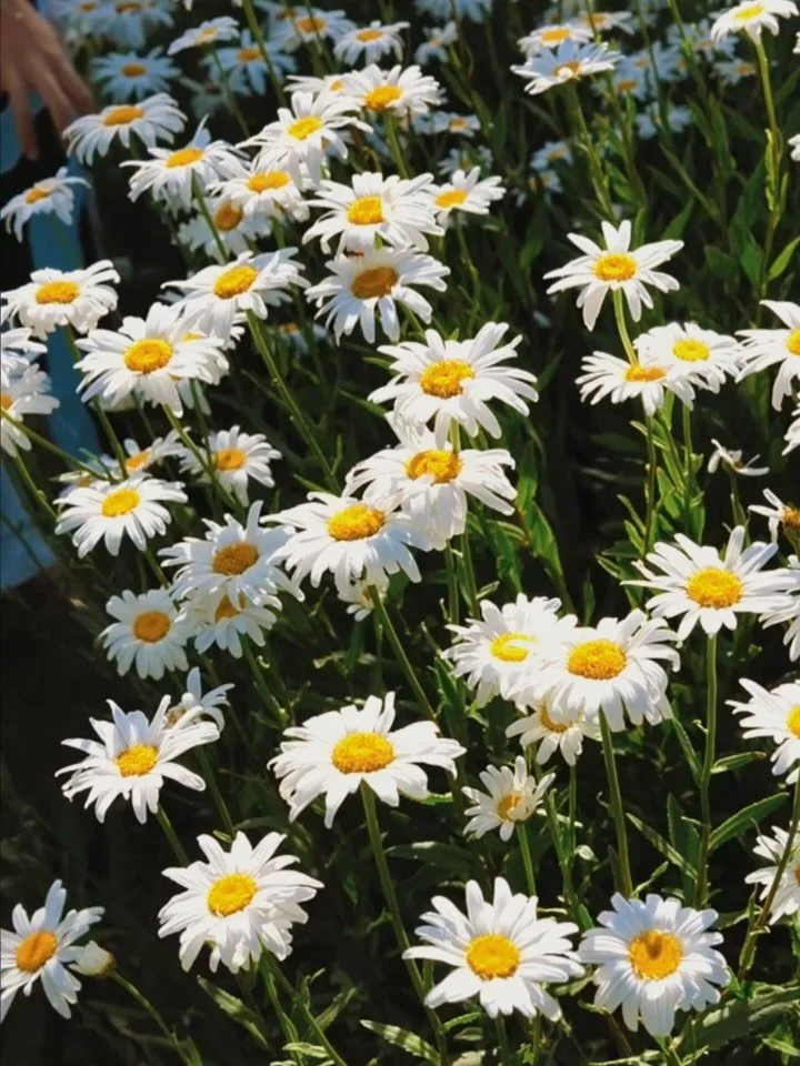 Daisies and sunshine at Pye Corner House.

We have some last-minute availability this August. If you&rsquo;ve left your summer plans late, come and enjoy the pool and gardens. Book five nights and get one night free!

Enquire now