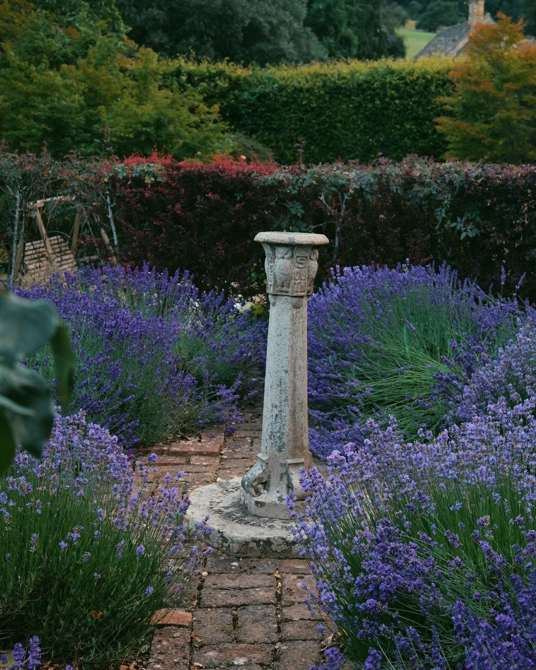 Our very own lavender in full bloom, the air thick with scent.

And if you'd like to see more, take a day trip to Cotswolds Lavender Farm, just two miles down the road. The purple fields stretch out in every direction, as far as the eye can go. A per