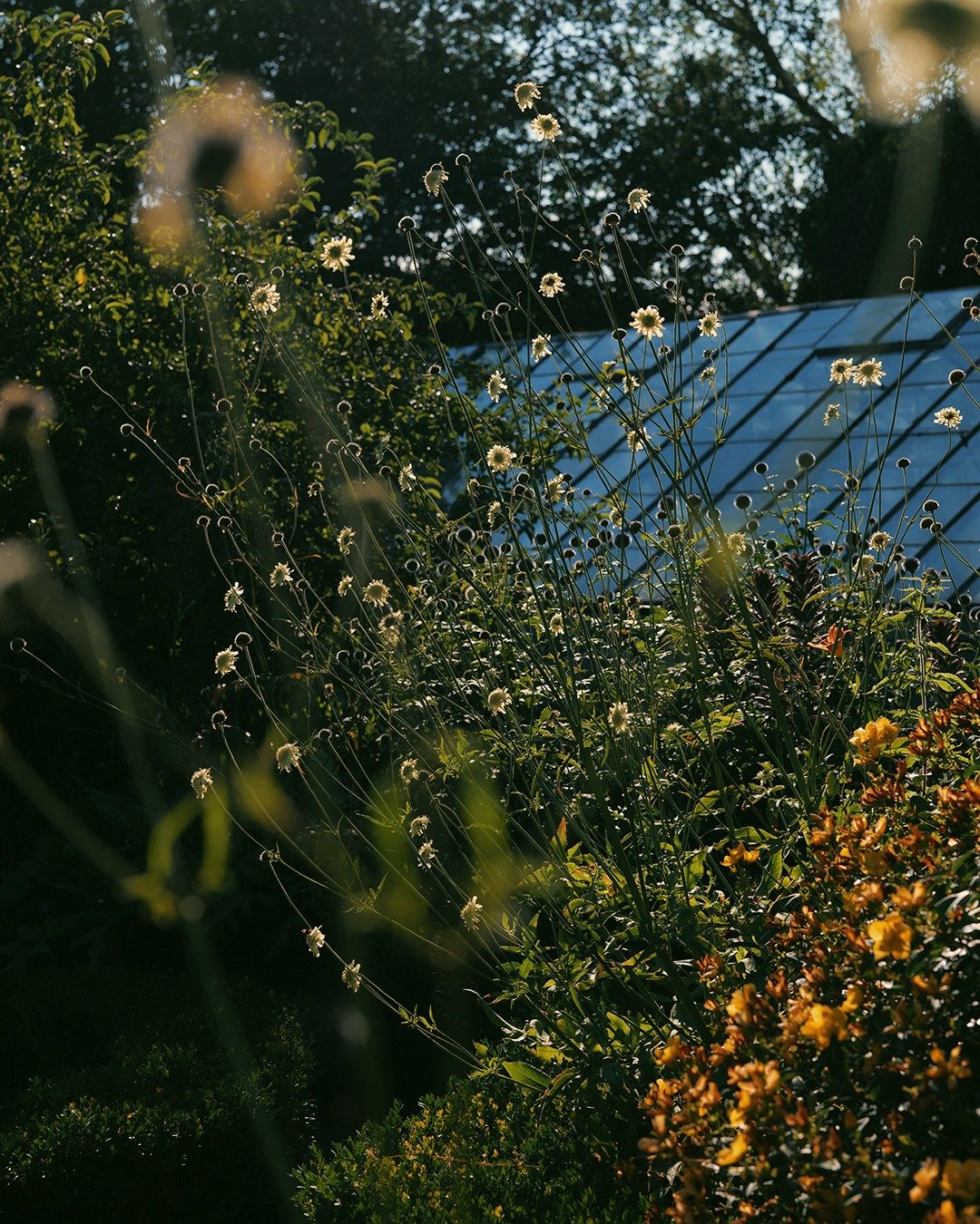 Yucca blooms against old brick, seed heads catching the last light, and a peacock butterfly pausing on the greenhouse glass. Little moments from summer in the garden at Pye Corner House.

#PyeCornerHouse #GardenMoments #SummerDays