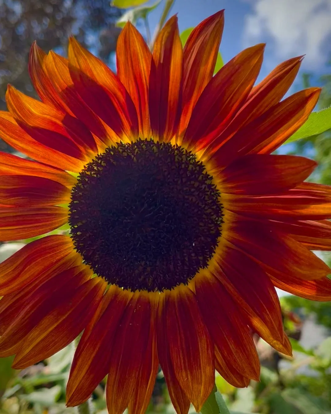 The sunflowers at Pye Corner House have had quite a summer. From bright gold to deep, velvety red, the garden's been putting on a show right through to September.
.
.
.
.
#Sunflowers #CotswoldsGarden #endofsummer