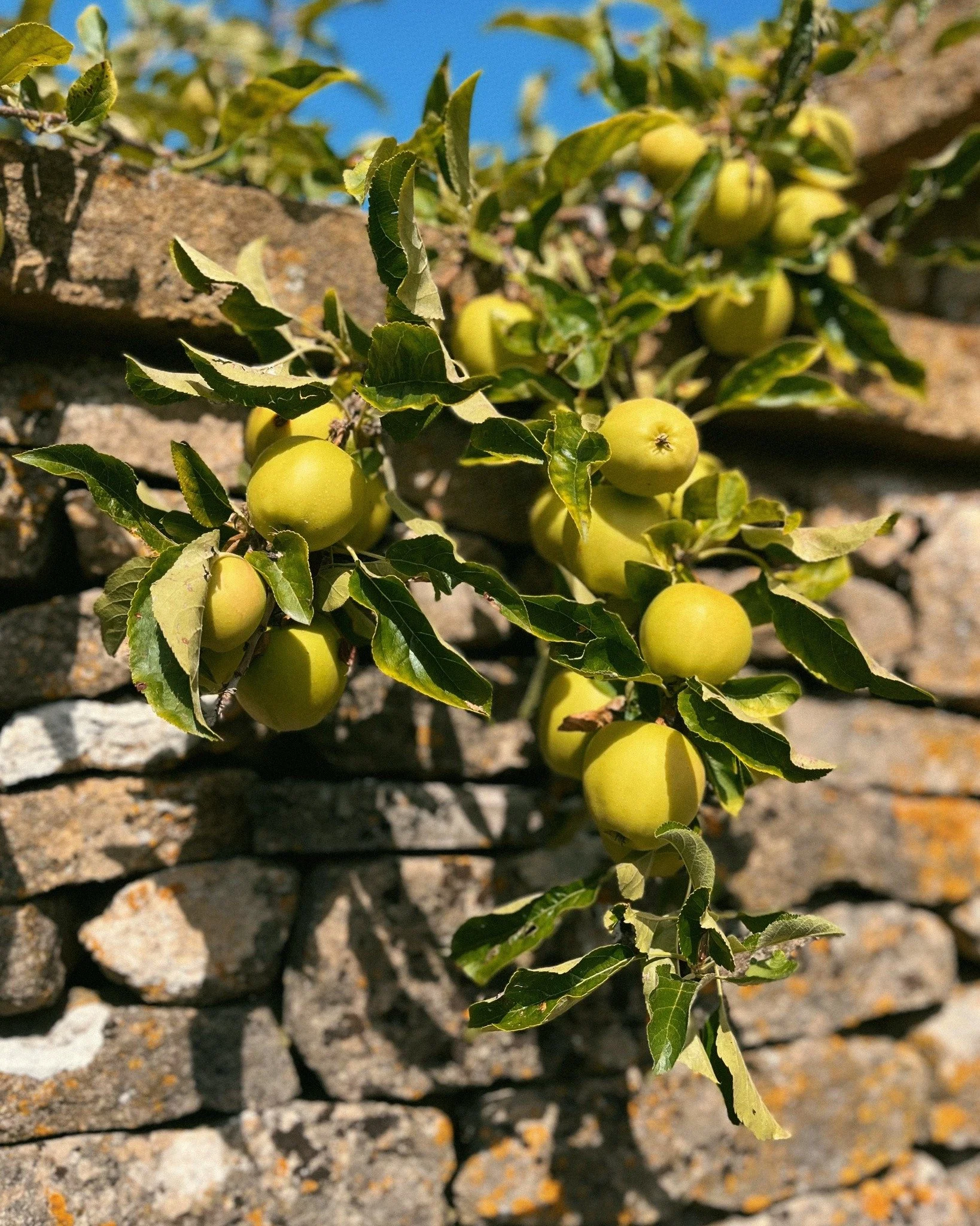 The apples are ripening now. The plums and grapes have been great this year with all that sunshine. Straight from the garden at Pye Corner House.
.
.
.
.
#WalledGarden #Harvest #GrowYourOwn