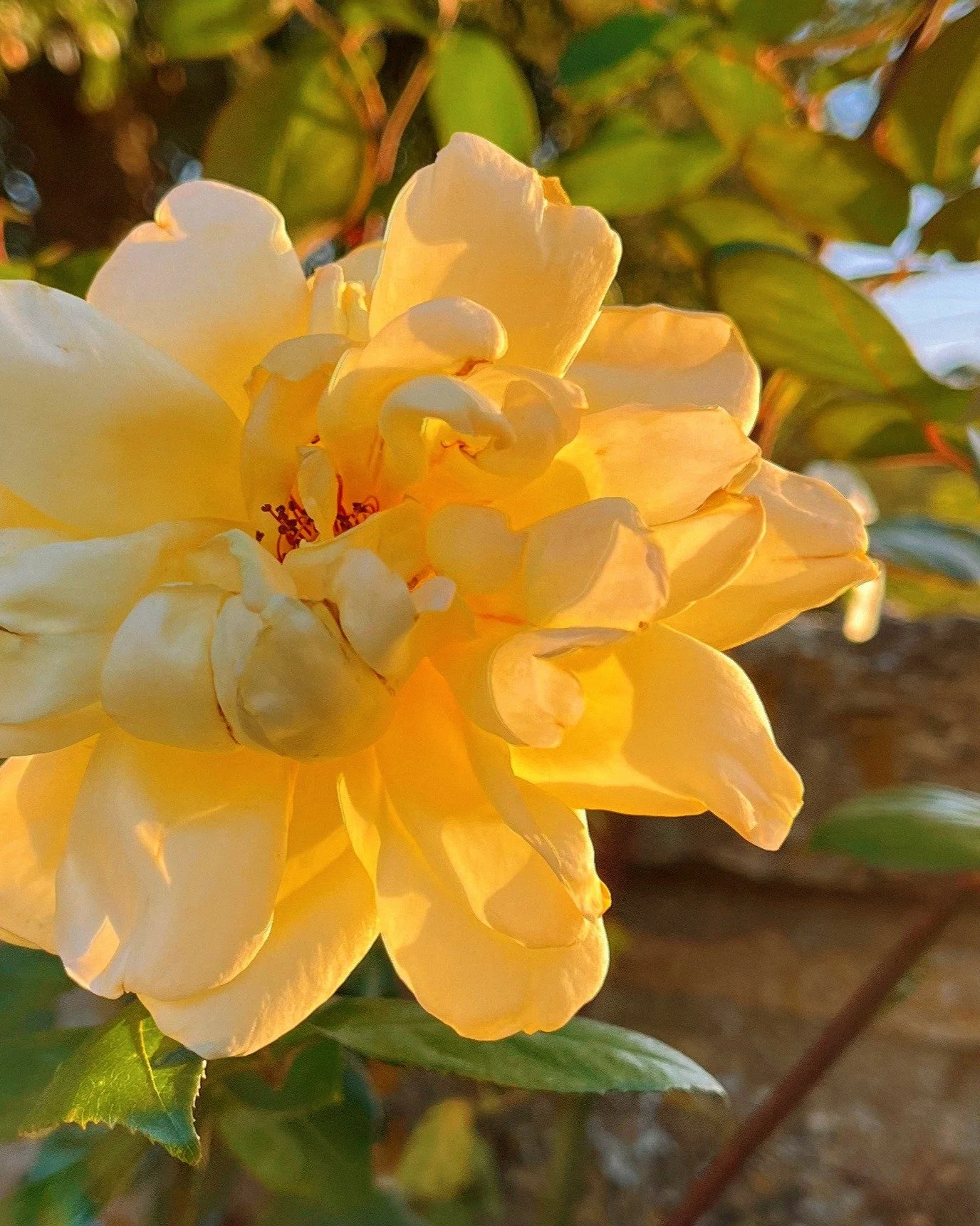 Roses catching the last light in the garden at Pye Corner House.
.
.
.
.
#GoldenHour #CotswoldsGarden #RoseGarden