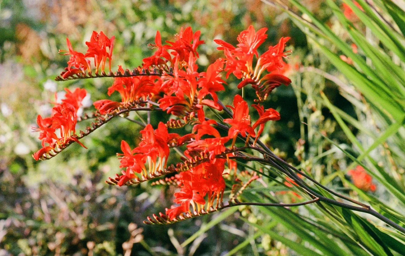 Bright red tropical flowers with long, narrow petals and dark stems, surrounded by green foliage.
