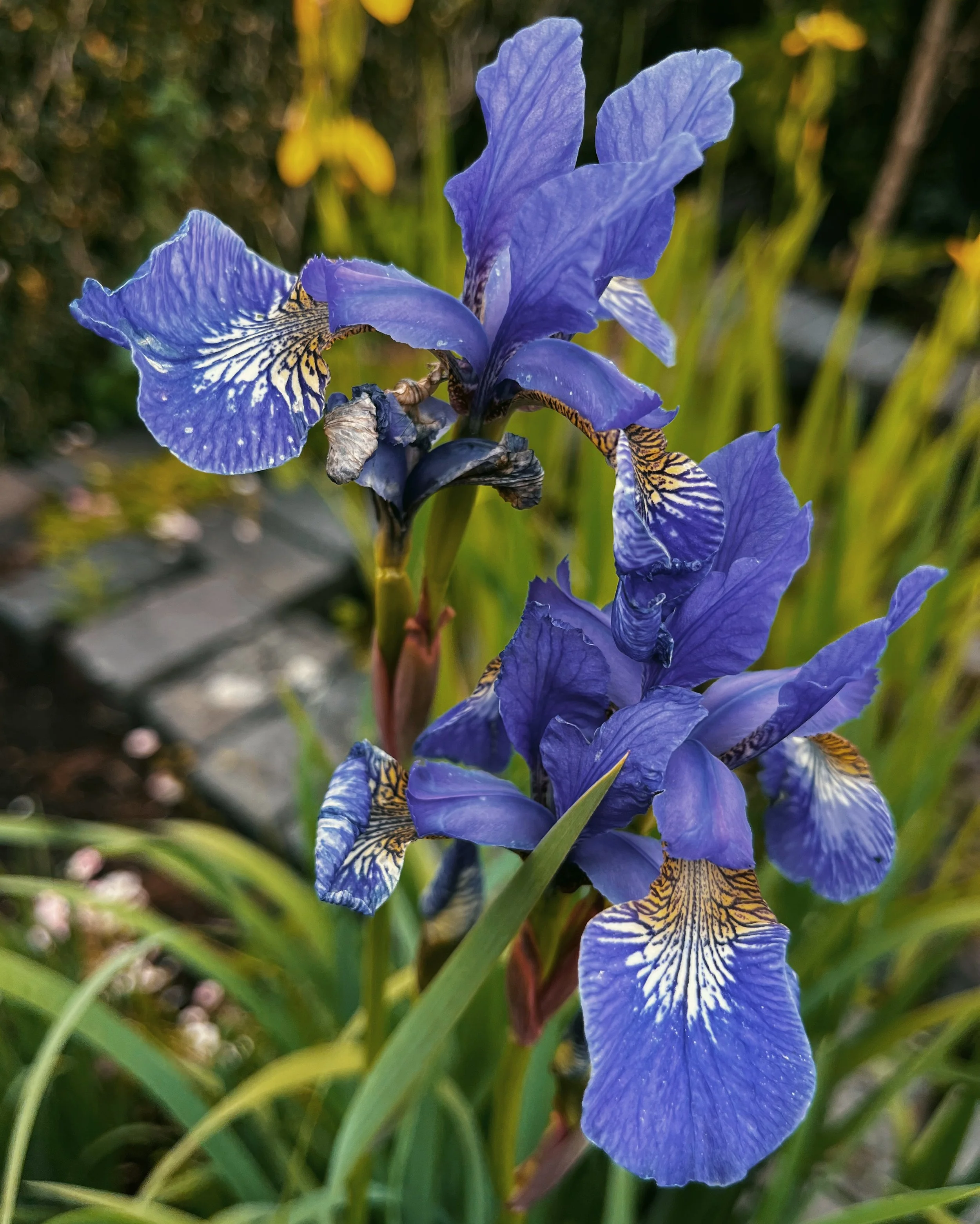 Pye Corner House Iris Flower