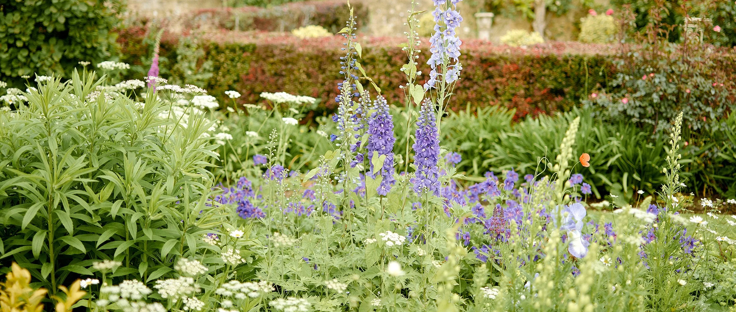 A vibrant garden with purple delphinium flowers, white daisies, and lush green foliage, with a background of a neatly trimmed hedge and other colorful flowering plants.