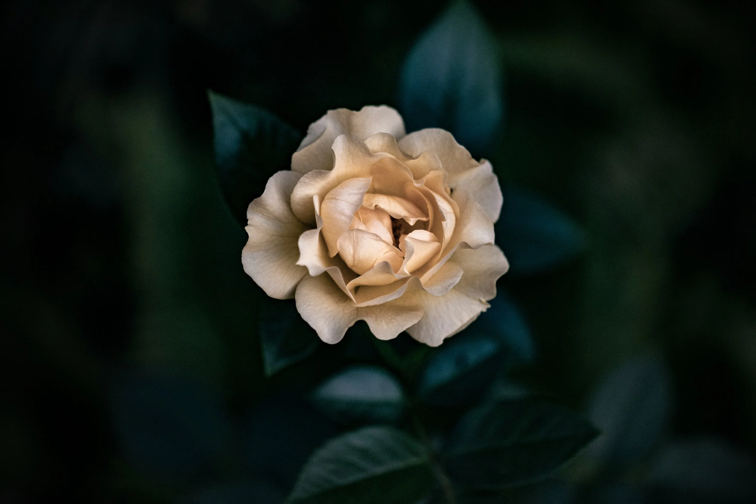 This is an image of a blossoming gardenia flower. It represents the growth and healing available to women in midlife who invest time in therapy.