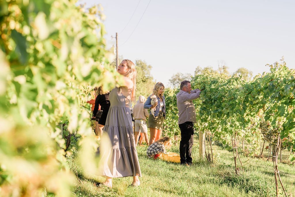 Weigel Family Grape Harvest at Everly Farms Winery.jpeg