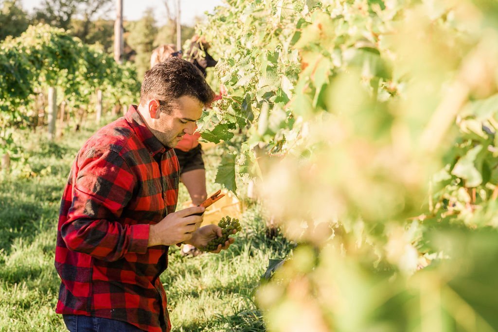Weigel Family Grape Harvest at Everly Farms Winery_2.jpeg