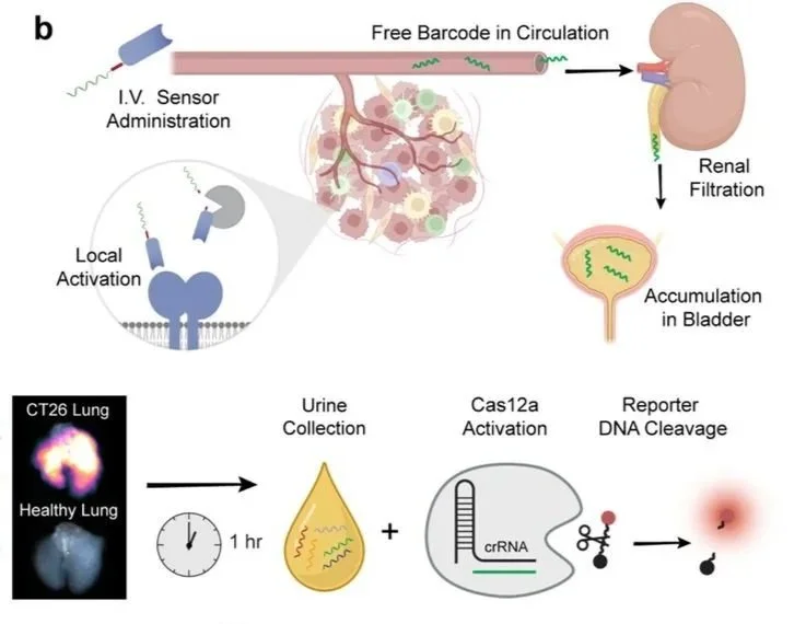 A Tissue Proteolysis Activity Mapping and Substrate Discovery Platform for Identifying Novel Tumor-Activated Biosensors