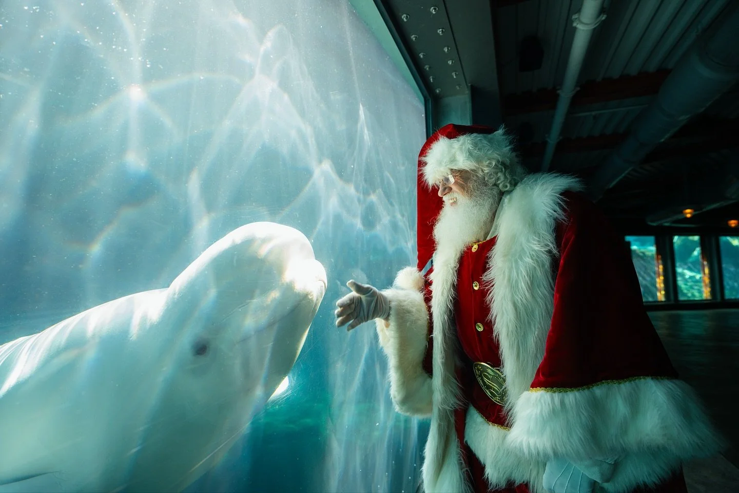 ✨ Christmas magic is back at @seaworldsandiego! ✨

From November 14th -January 4th, stroll through over 1 million sparkling lights, meet Santa &amp; his reindeer, catch festive shows like our beloved sea lions Clyde &amp; Seamore&rsquo;s Christmas Sp