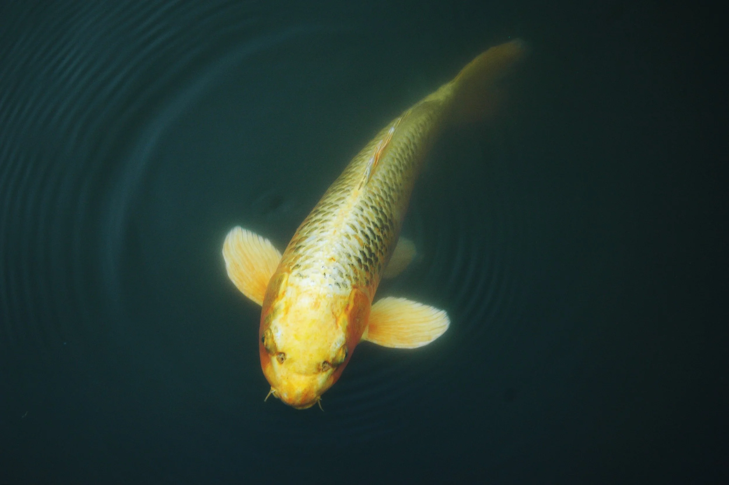 koi.jpg