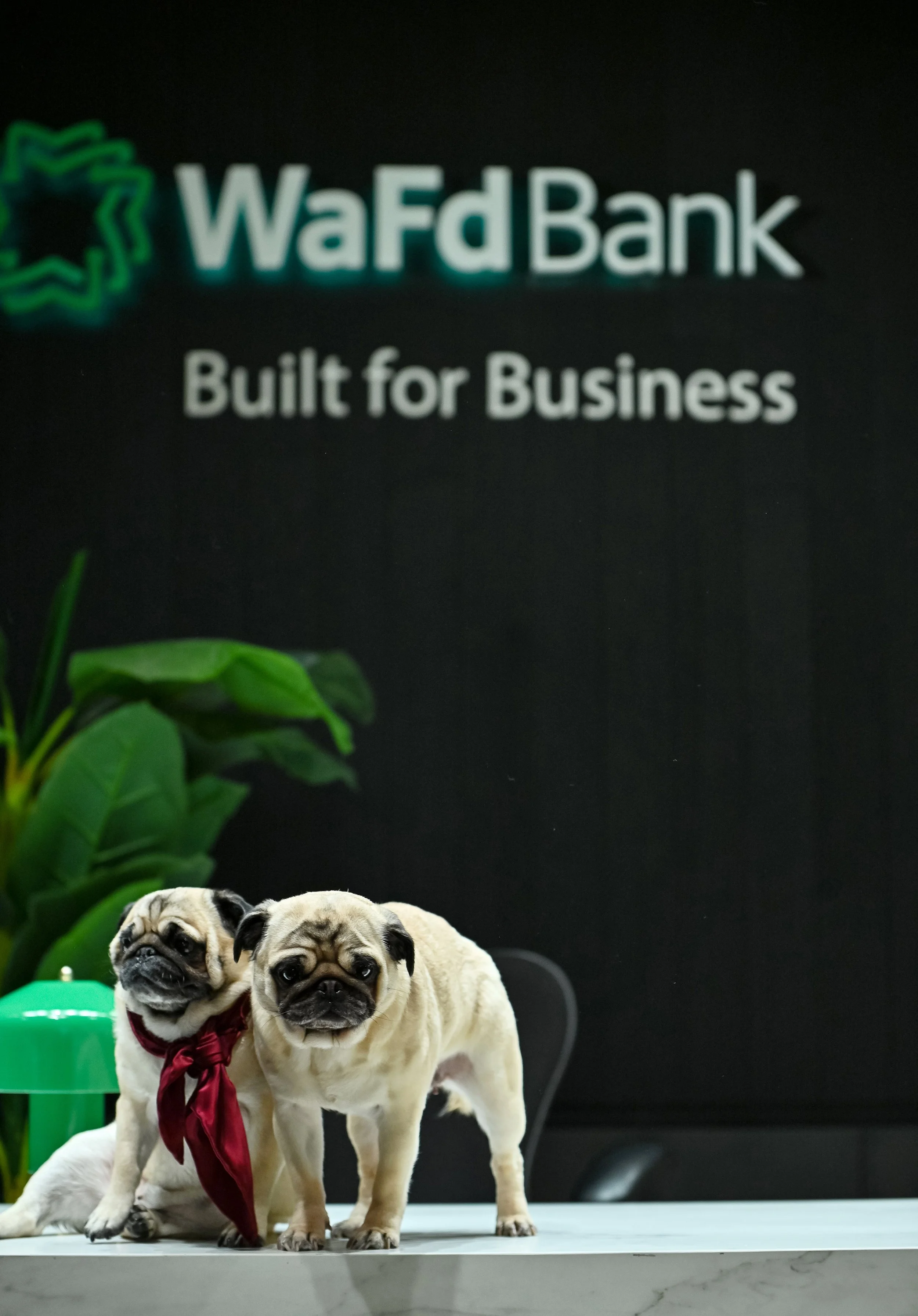 wfdpugs.jpg