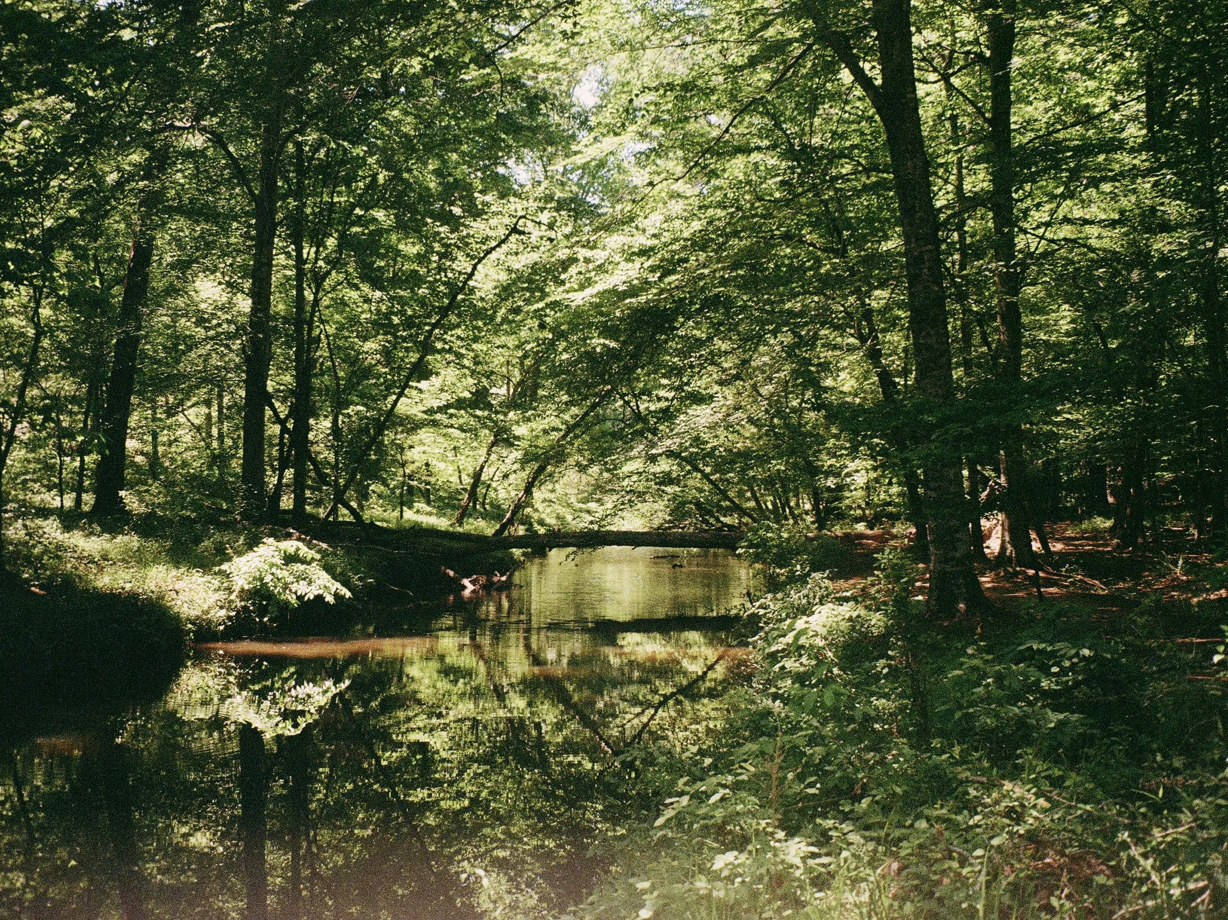 North Carolina, 2024 / 35mm