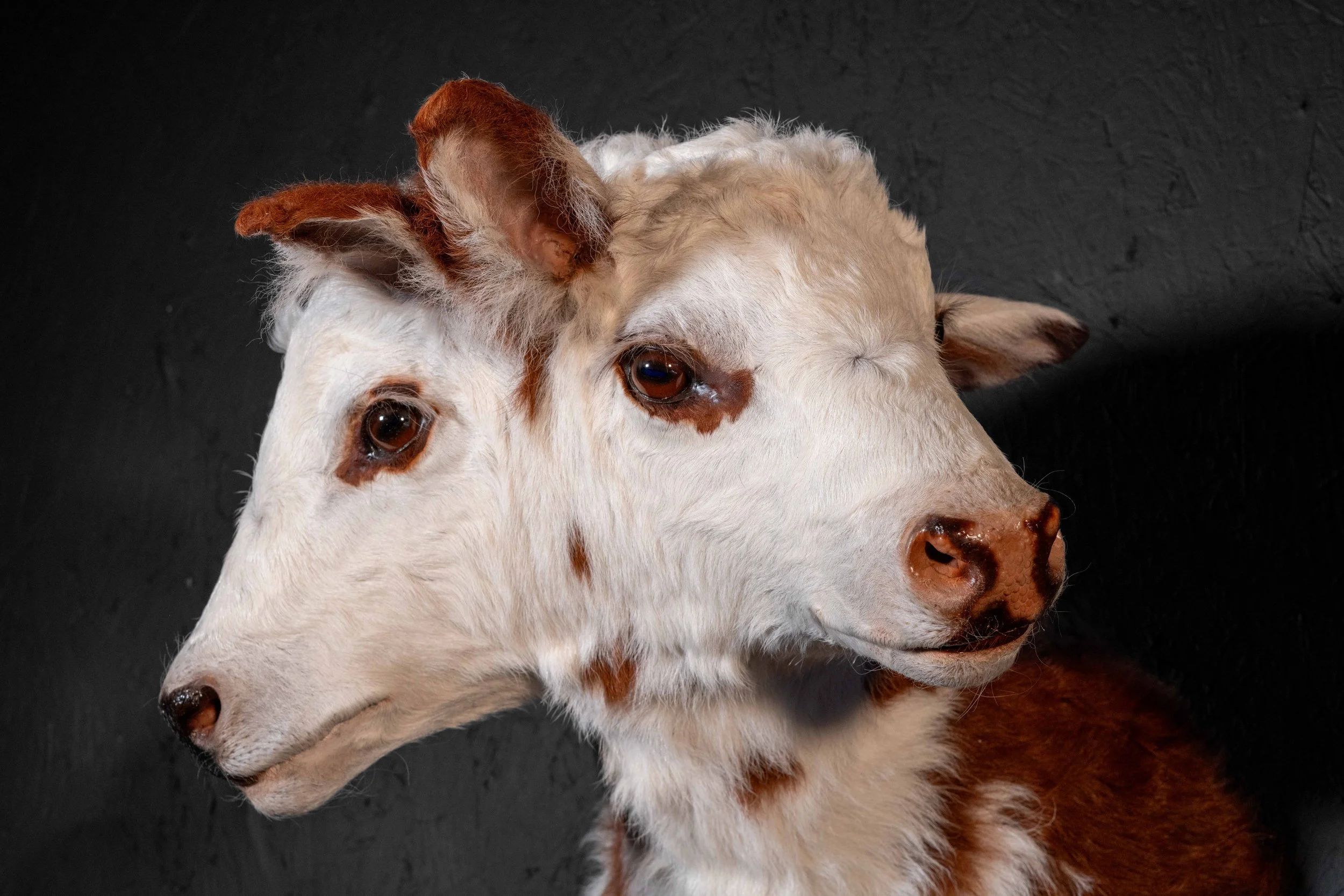 One of our darling two headed calves