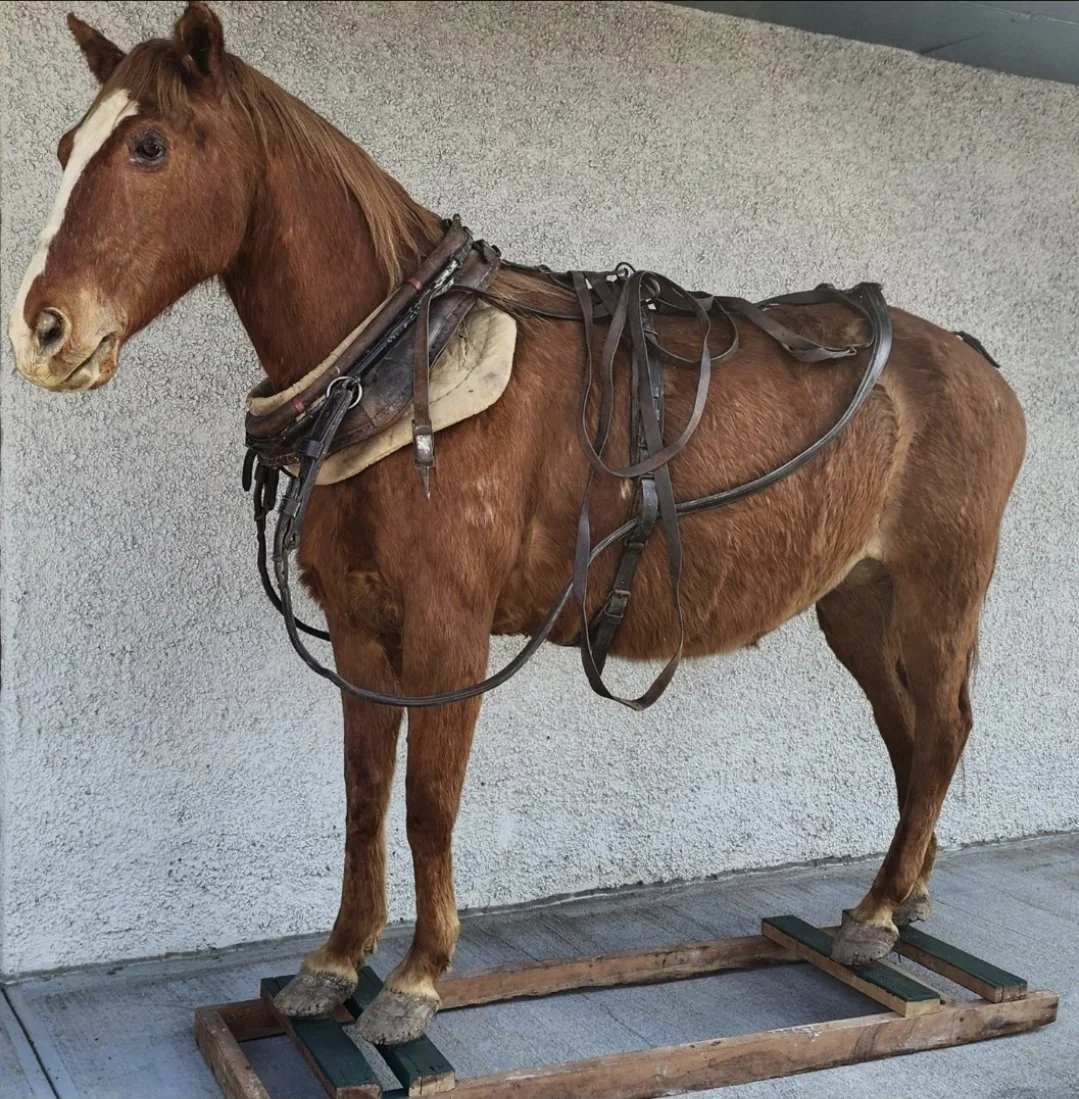 A full taxidermy horse! We have multiple available