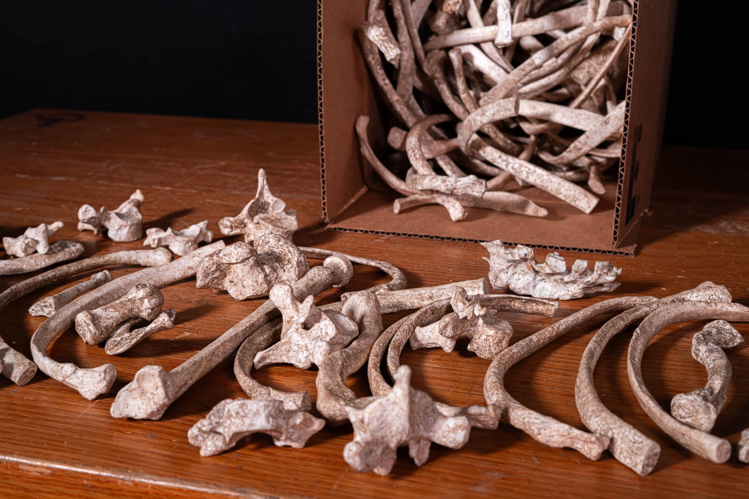 Our bones photograph extremely well