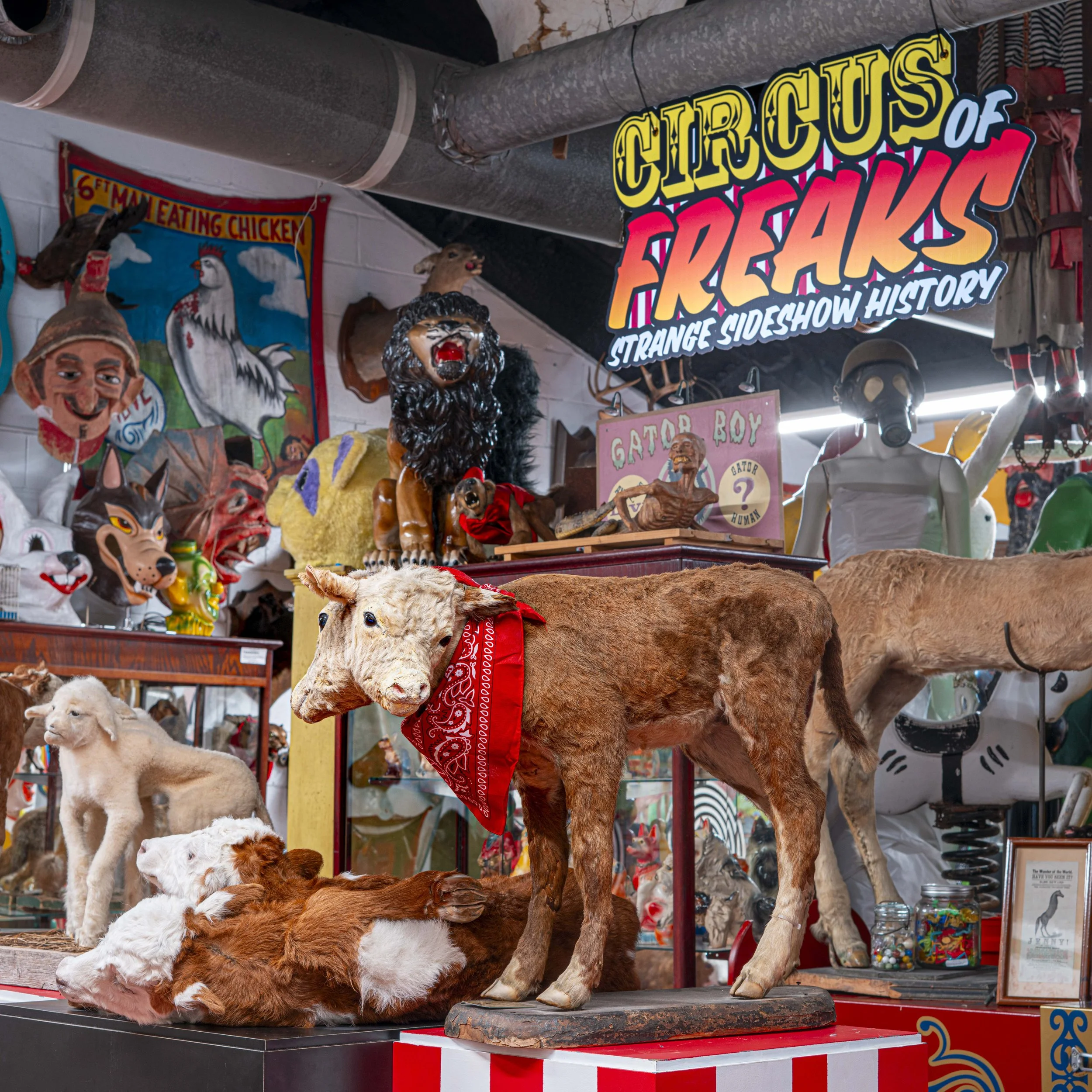 So many deformed animals and other great carnival items!