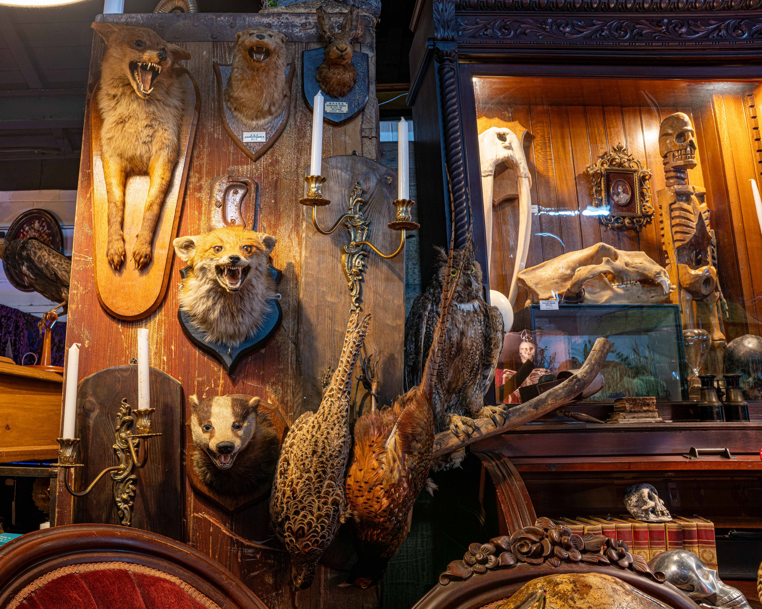 We have a large variety of exotic taxidermy and curiosities