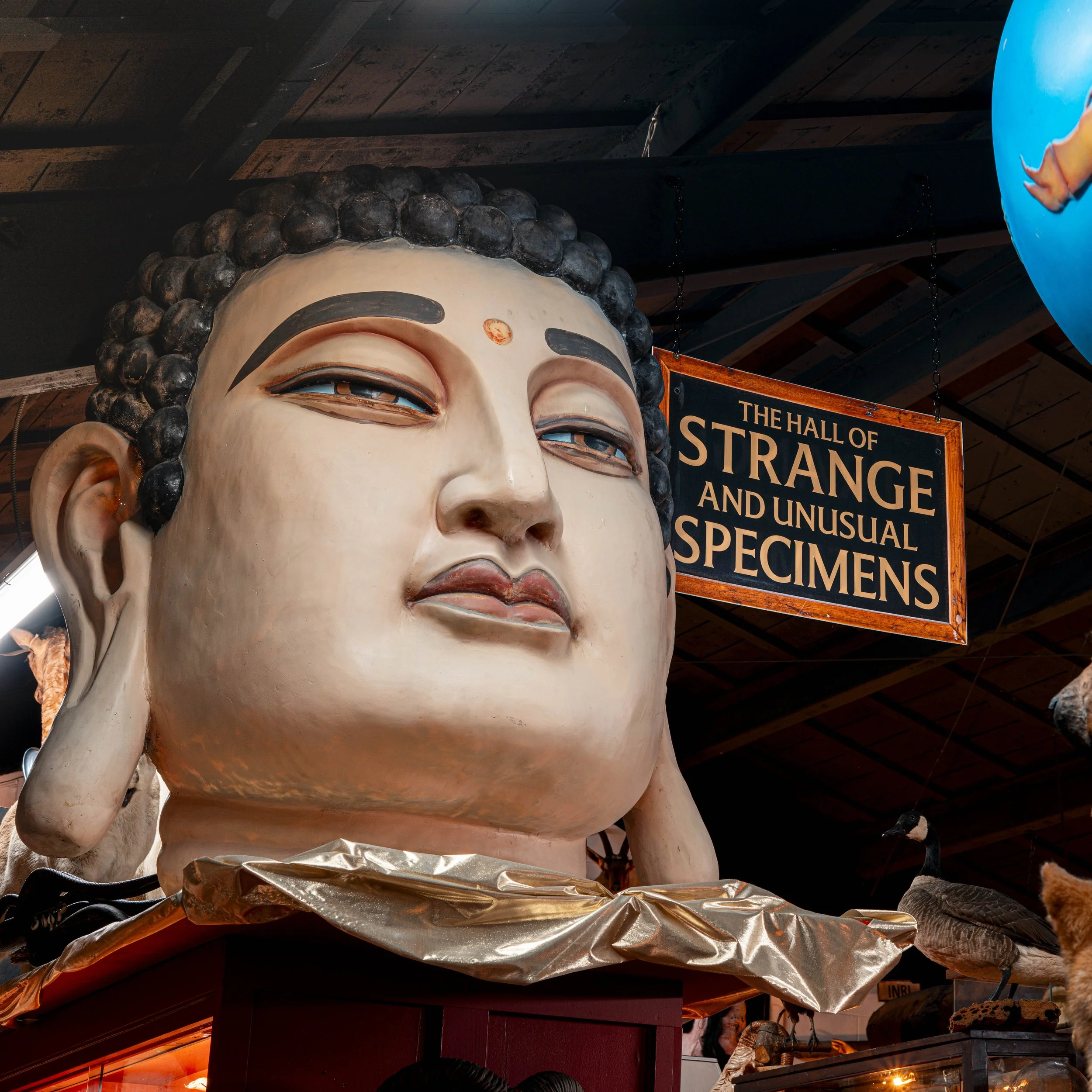 HUGE Buddha head