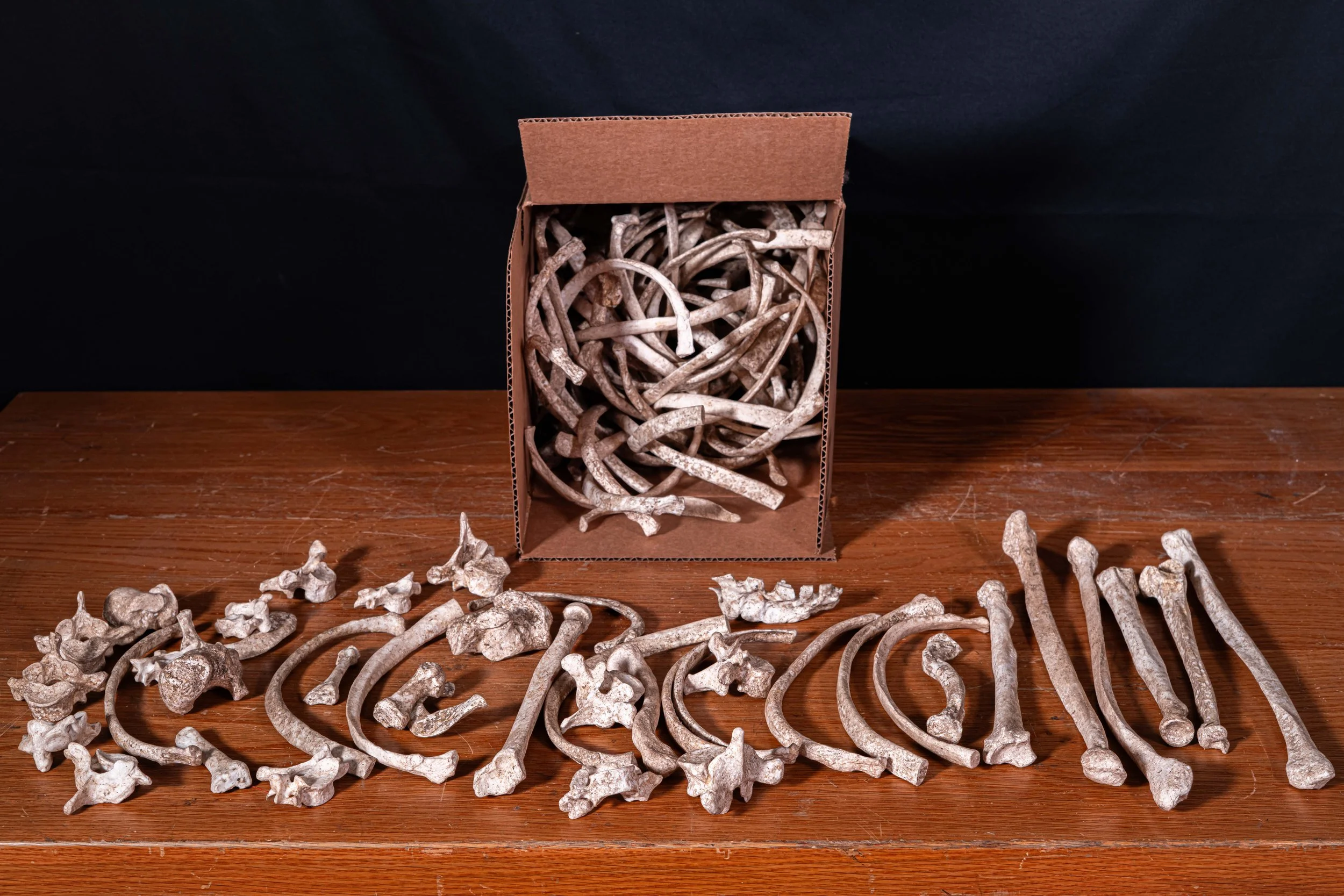 Extremely realistic prop bones available