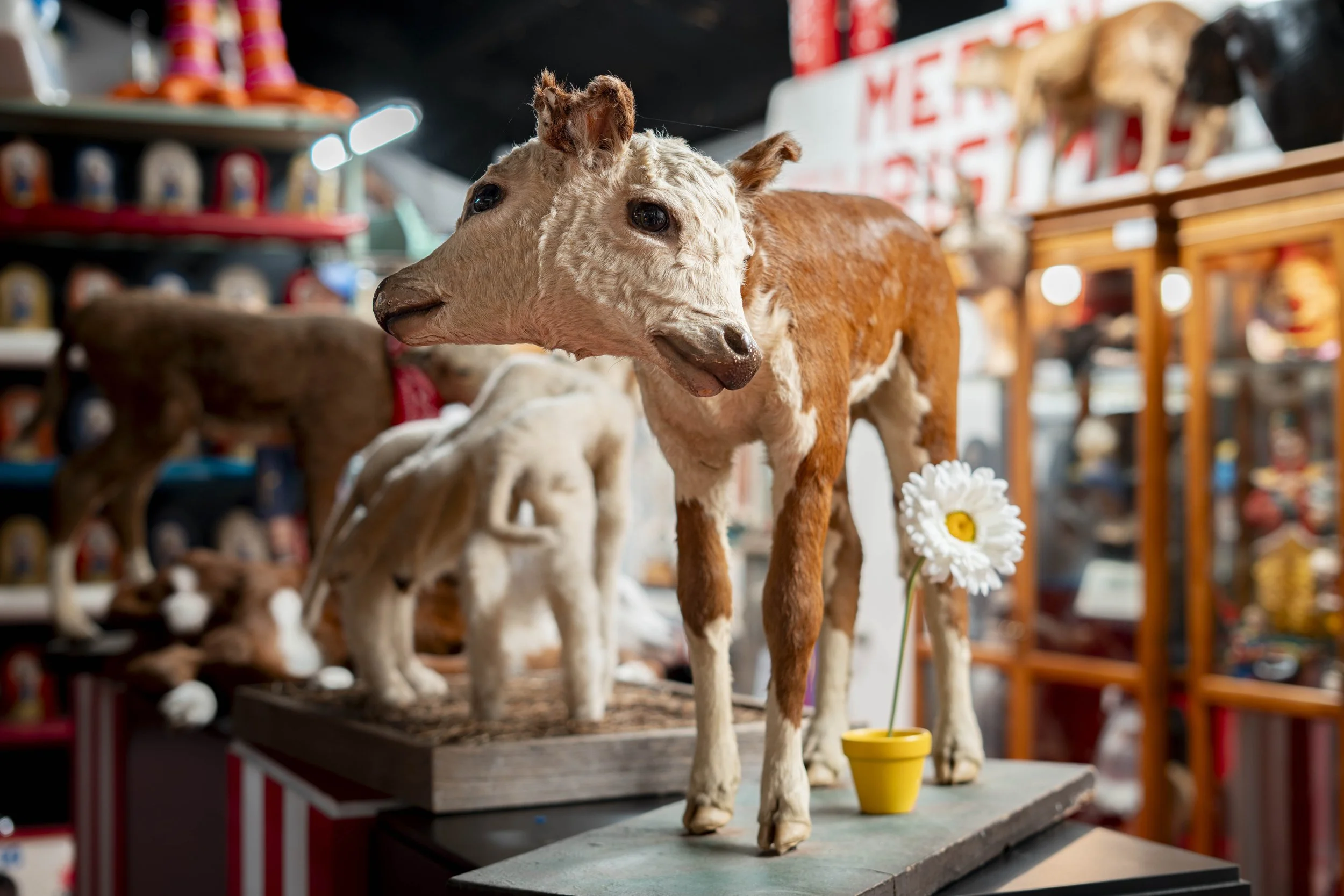 Oddities Museum-25.jpg